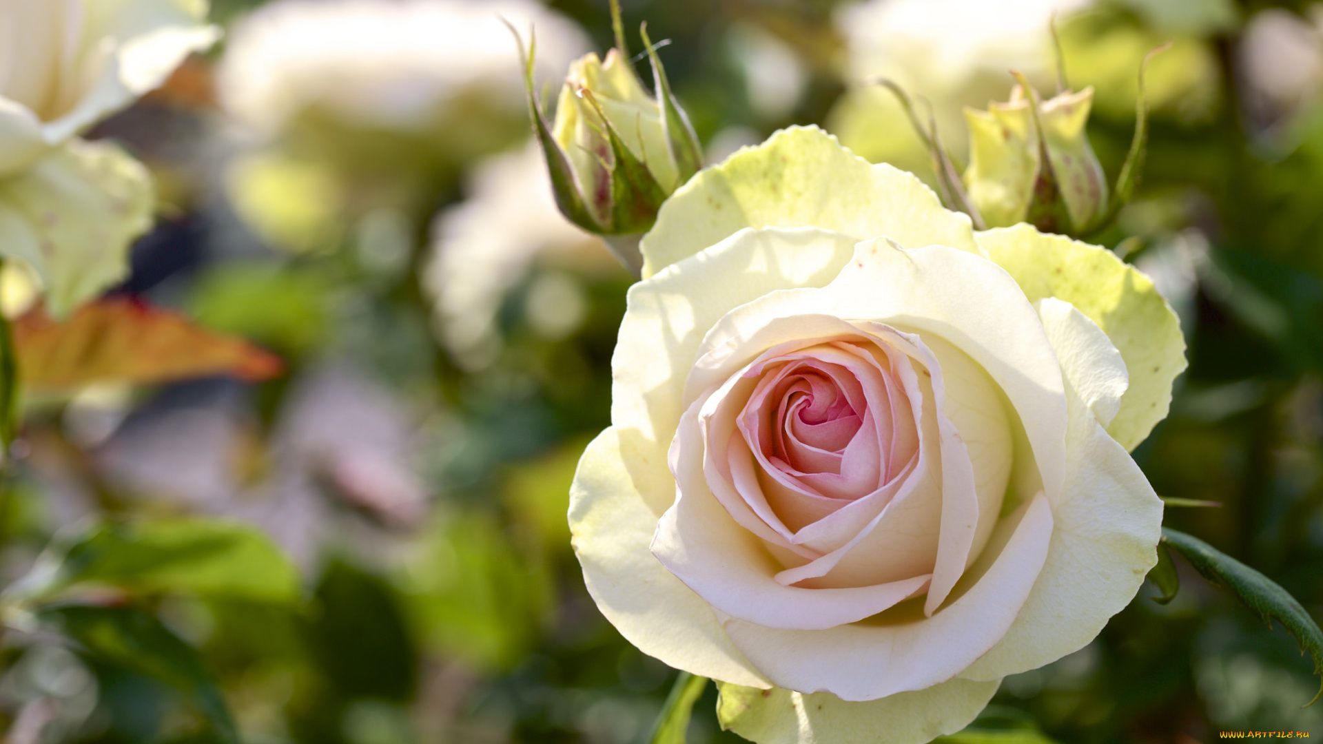 цветы, розы, макро