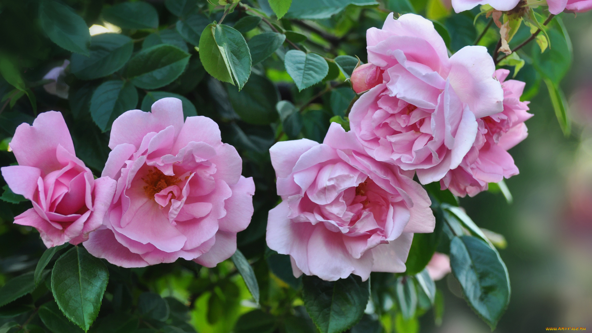 цветы, розы, розовый