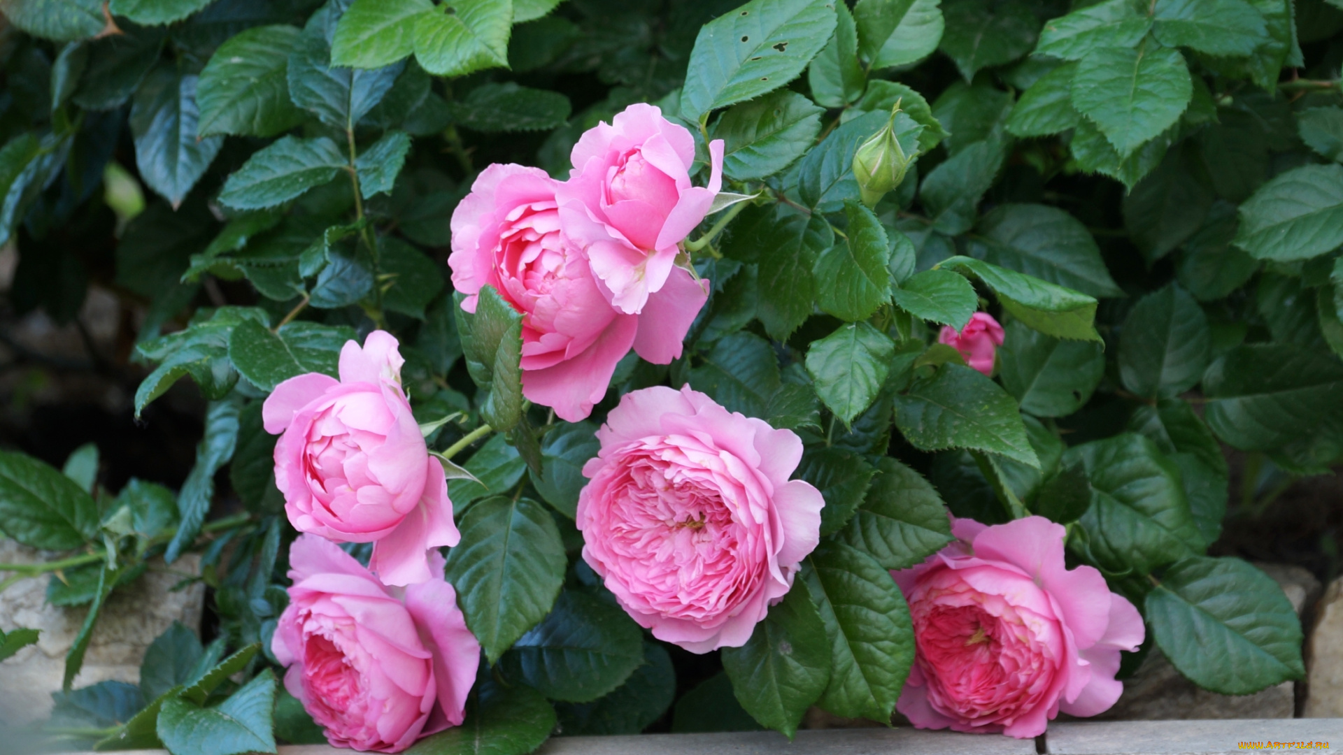 цветы, розы, розовый