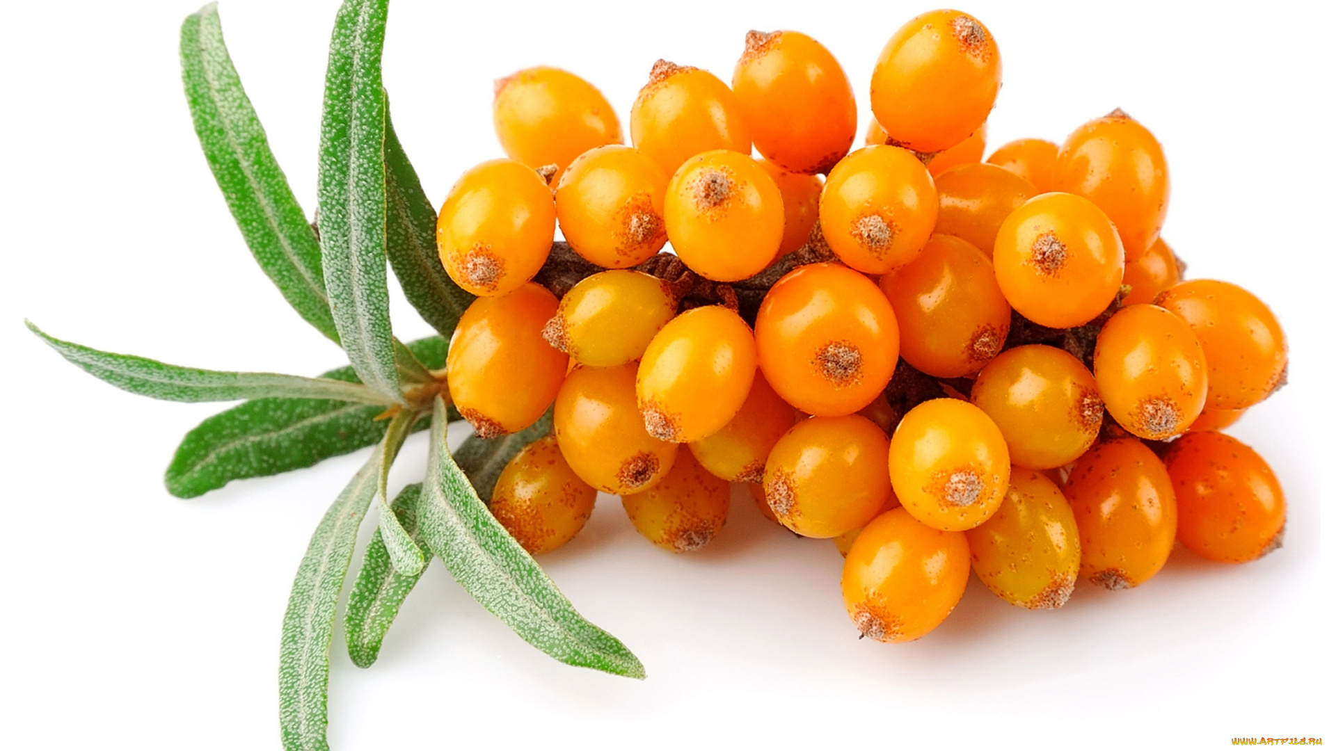 еда, фрукты, , ягоды, ягоды, облепиха