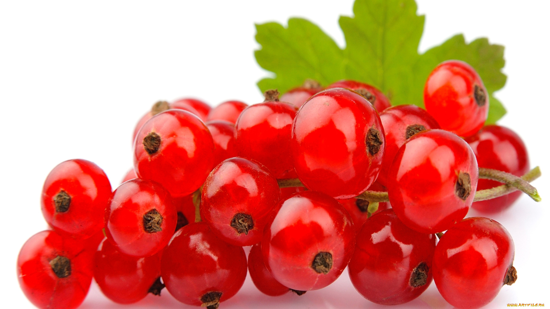 еда, смородина, красная