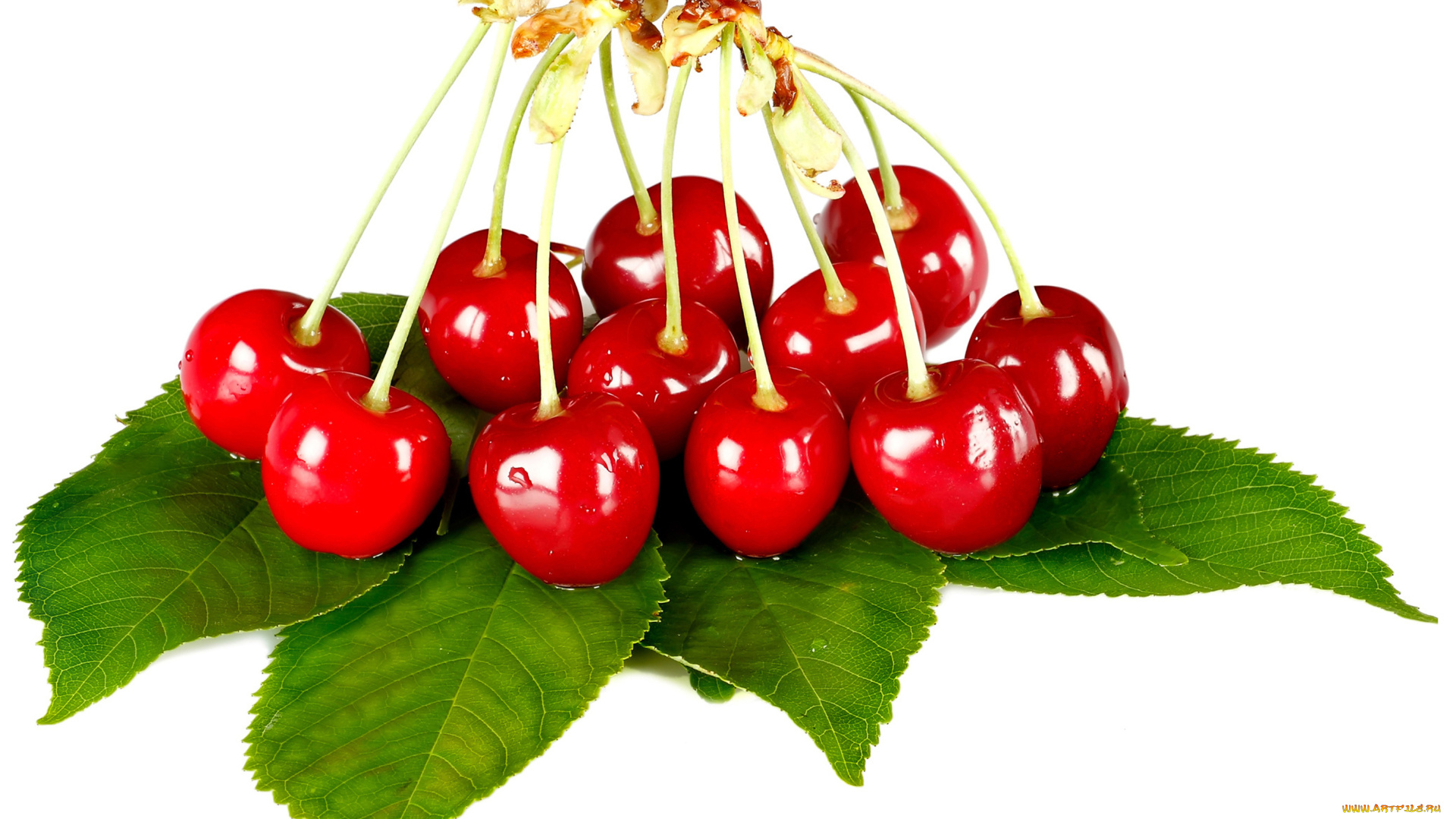 еда, вишня, , черешня, вишни