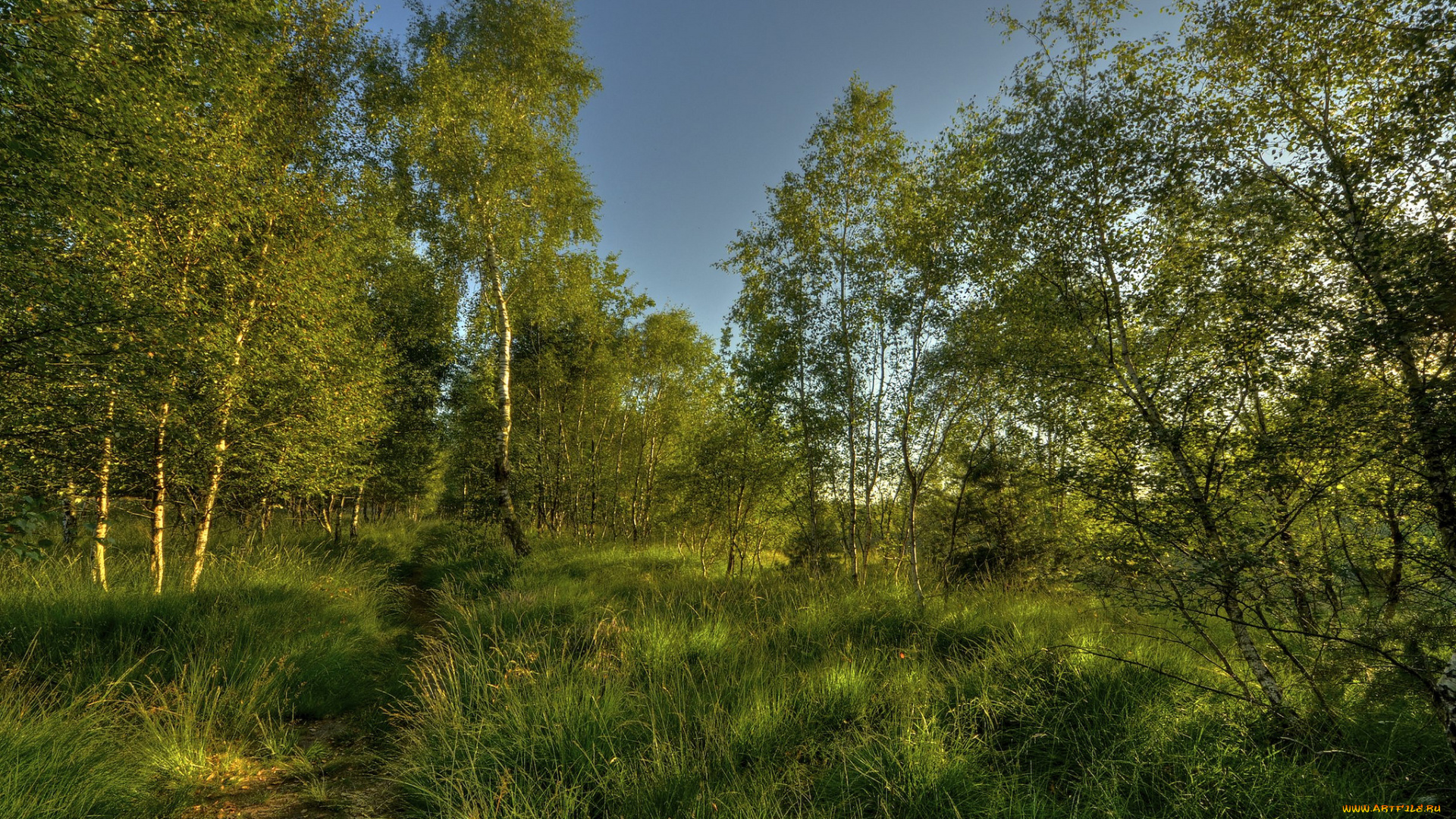 природа, лес, тропинка, трава