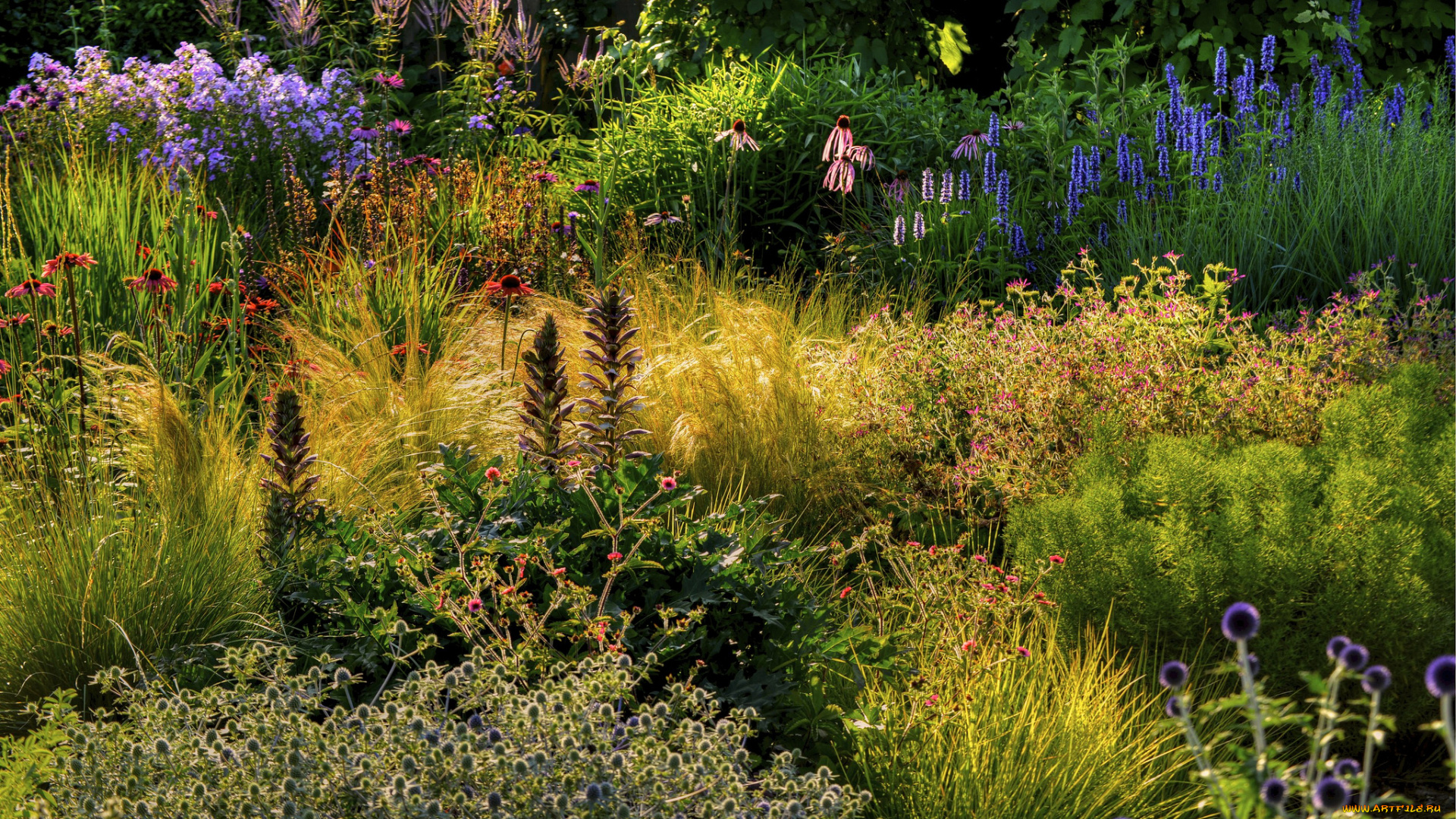 природа, луга, цветы, трава, опушка, лес