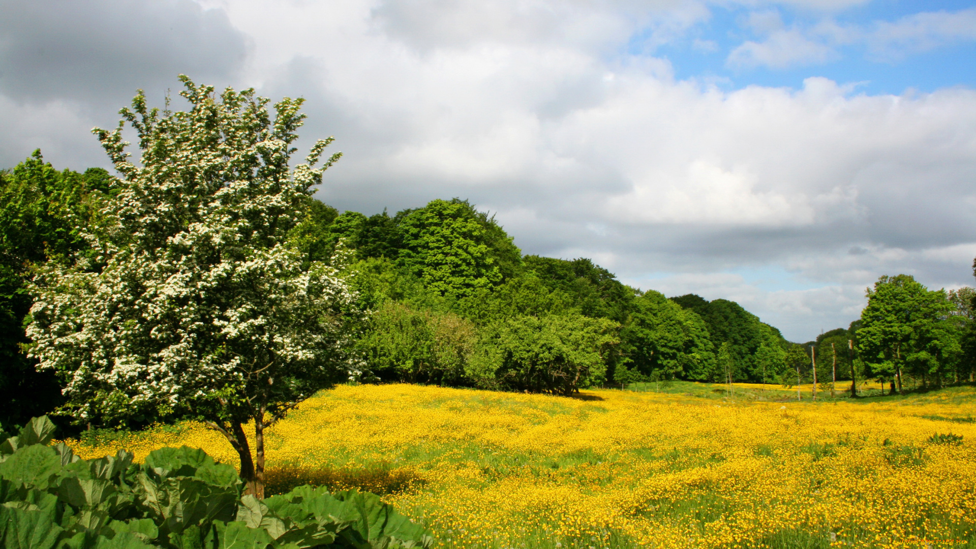 природа, пейзажи, весно, германия, лес, трава, цветы, лужайка