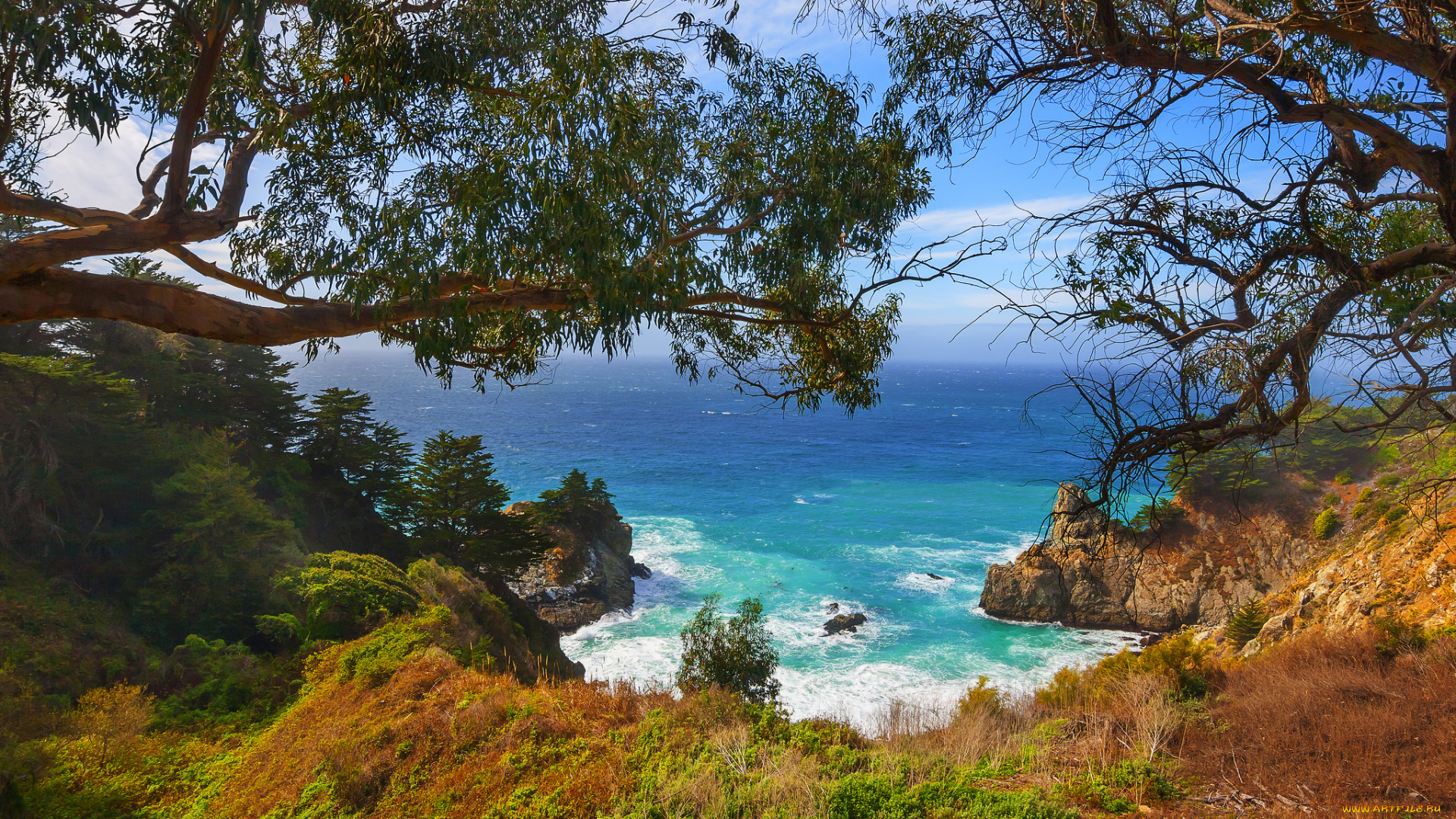 природа, побережье, бухта, океан, лес