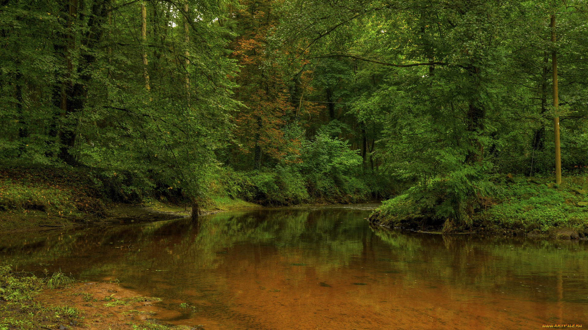 природа, реки, озера, лето, река, лес