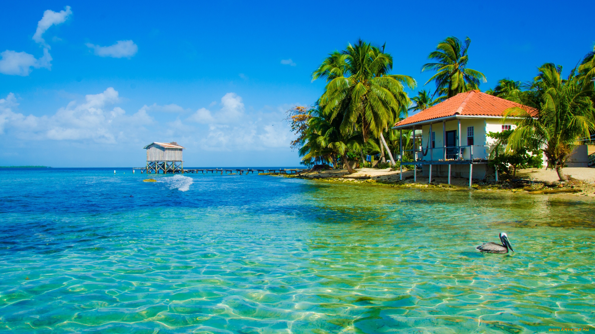 природа, тропики, пальмы, океан, домик, пеликан