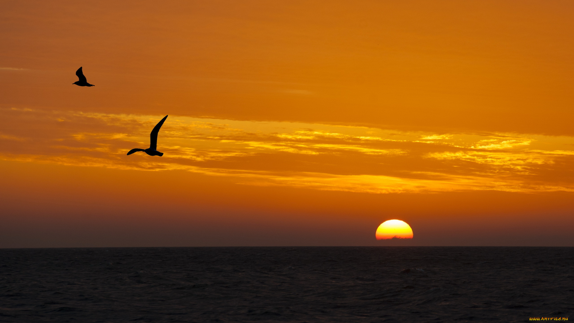 природа, восходы, закаты, птицы, море