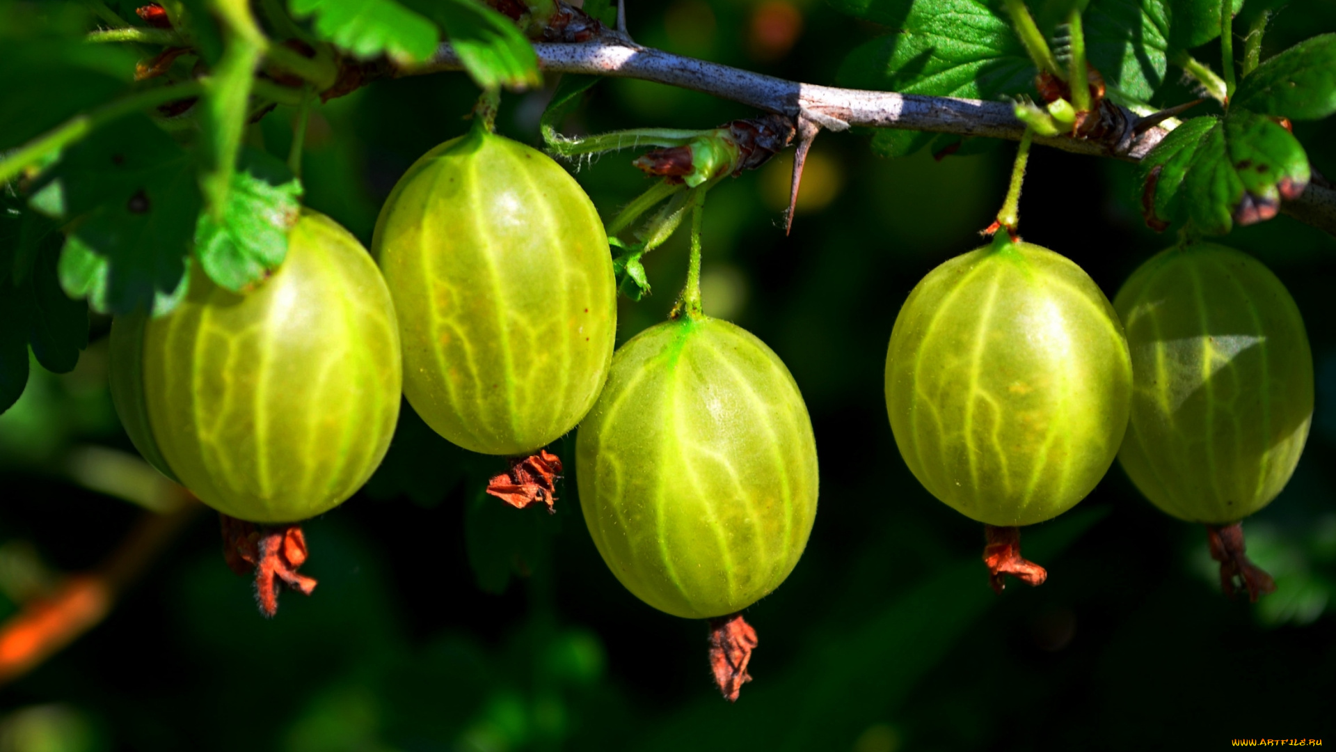 природа, Ягоды, крыжовник