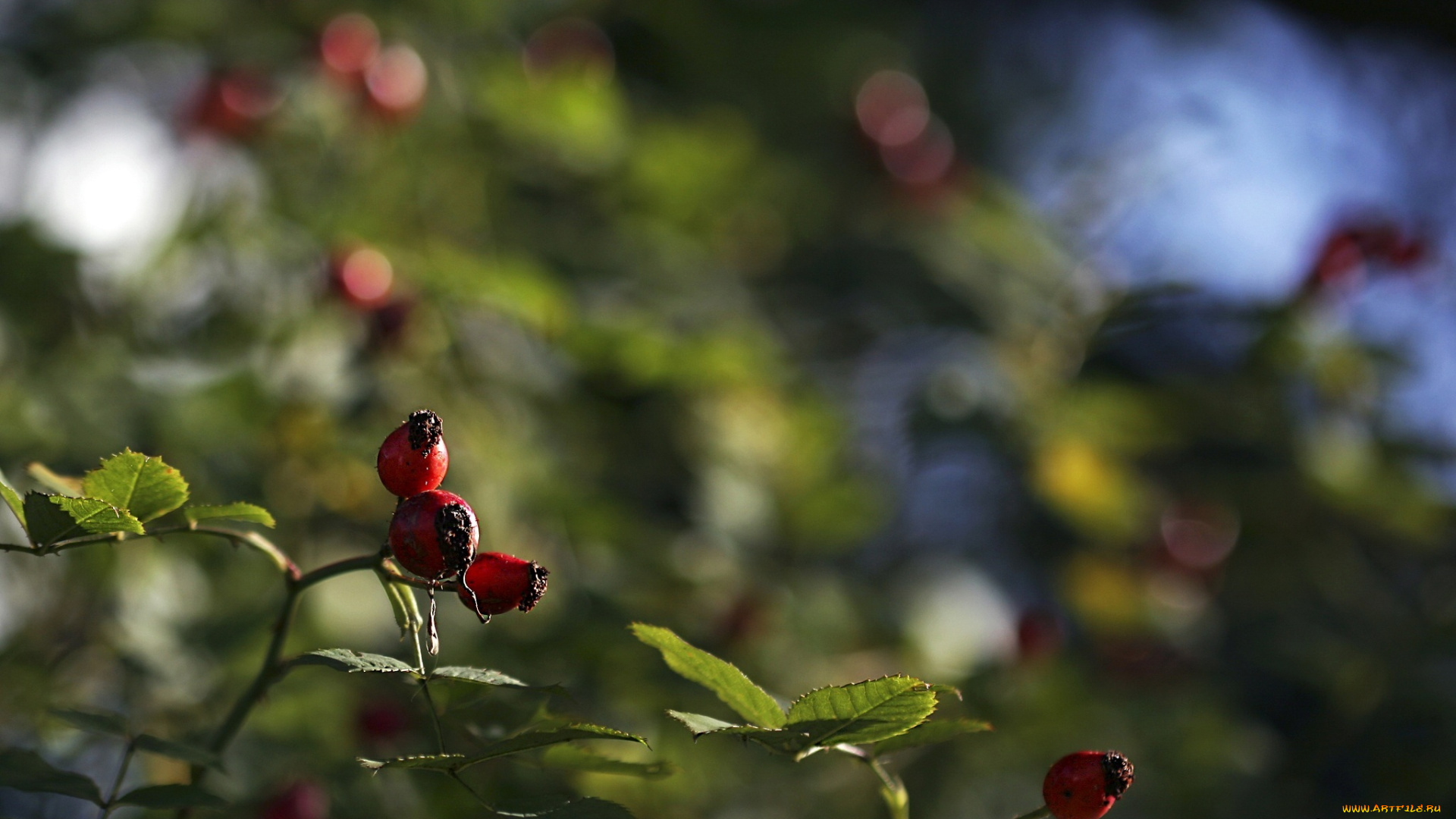 природа, Ягоды, макро, листья, ветка