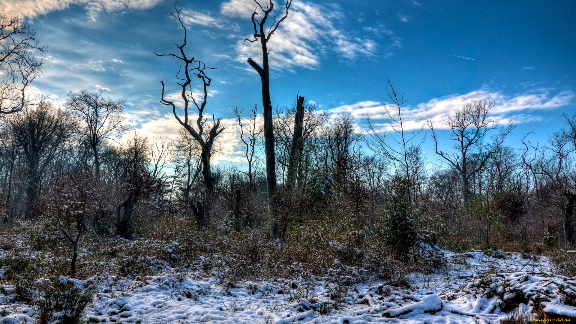 природа, зима, снег, кусты, стволы, поляна, трава