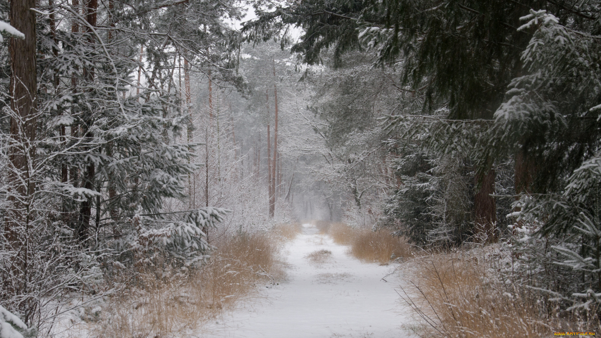 природа, зима, снег, лес