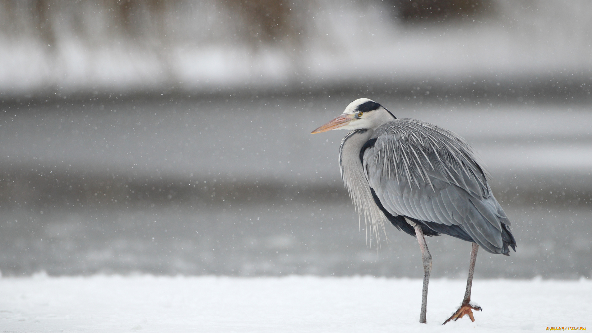 животные, цапли, снегопад, зима, серая, цапля