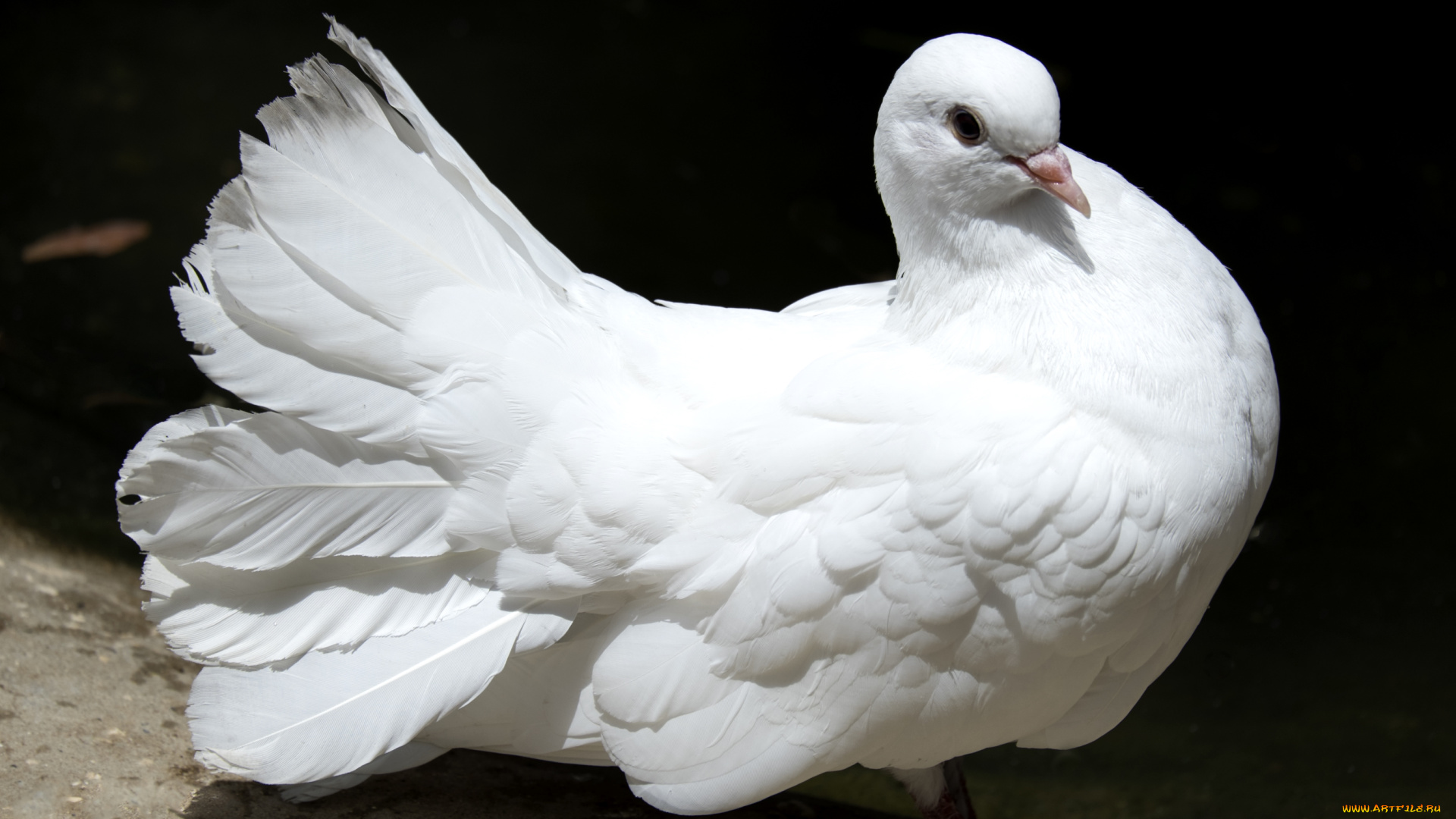 животные, голуби, белый