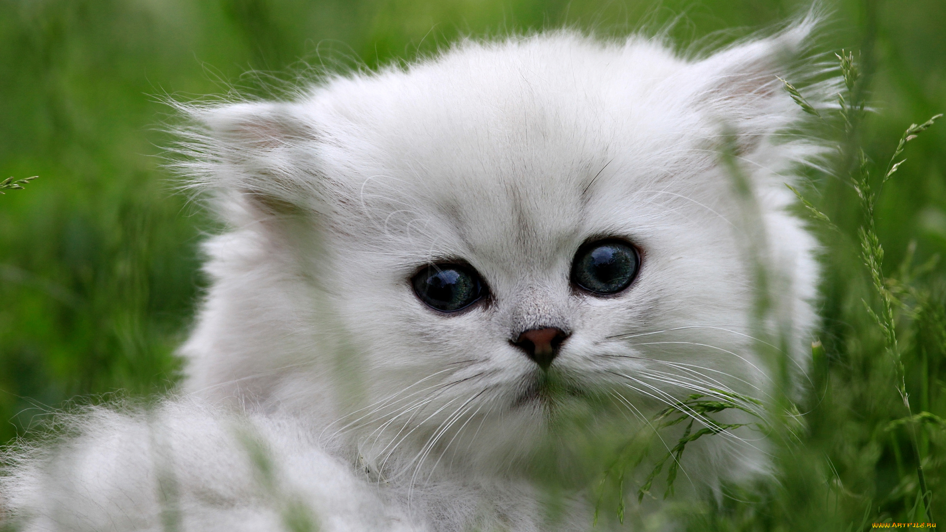 животные, коты, портрет