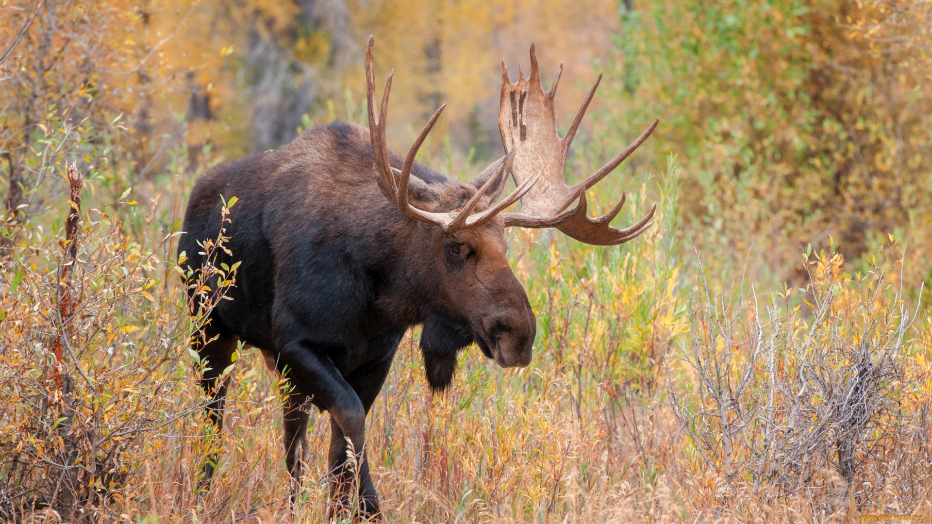 животные, лоси, рога