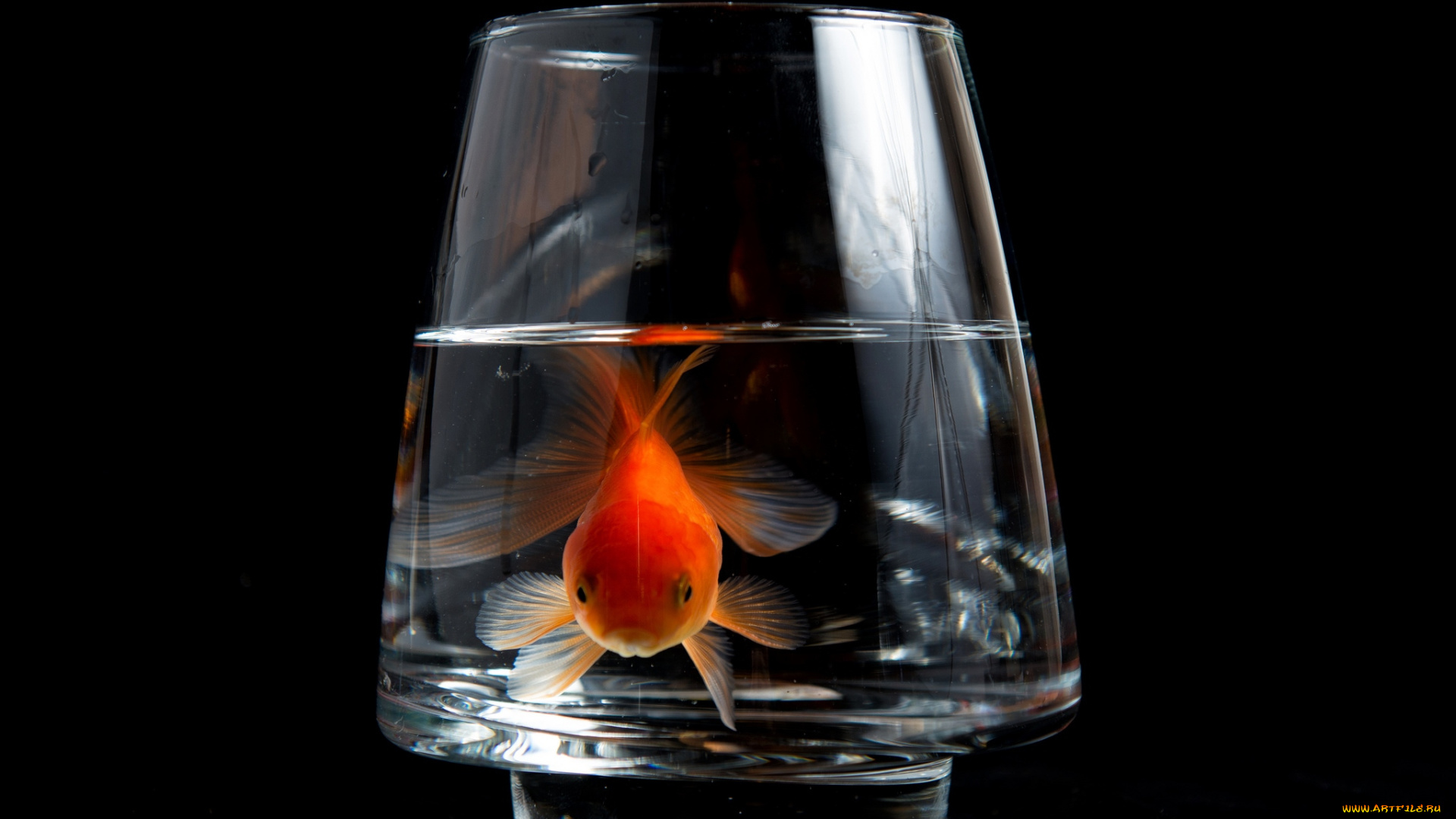 животные, рыбы, золотая