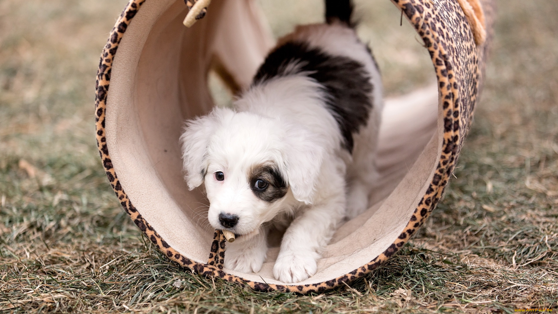 животные, собаки, щенок