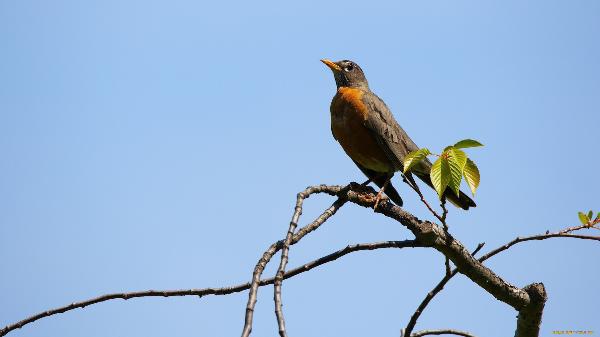 животные, зарянки, , малиновки, ветка, птица