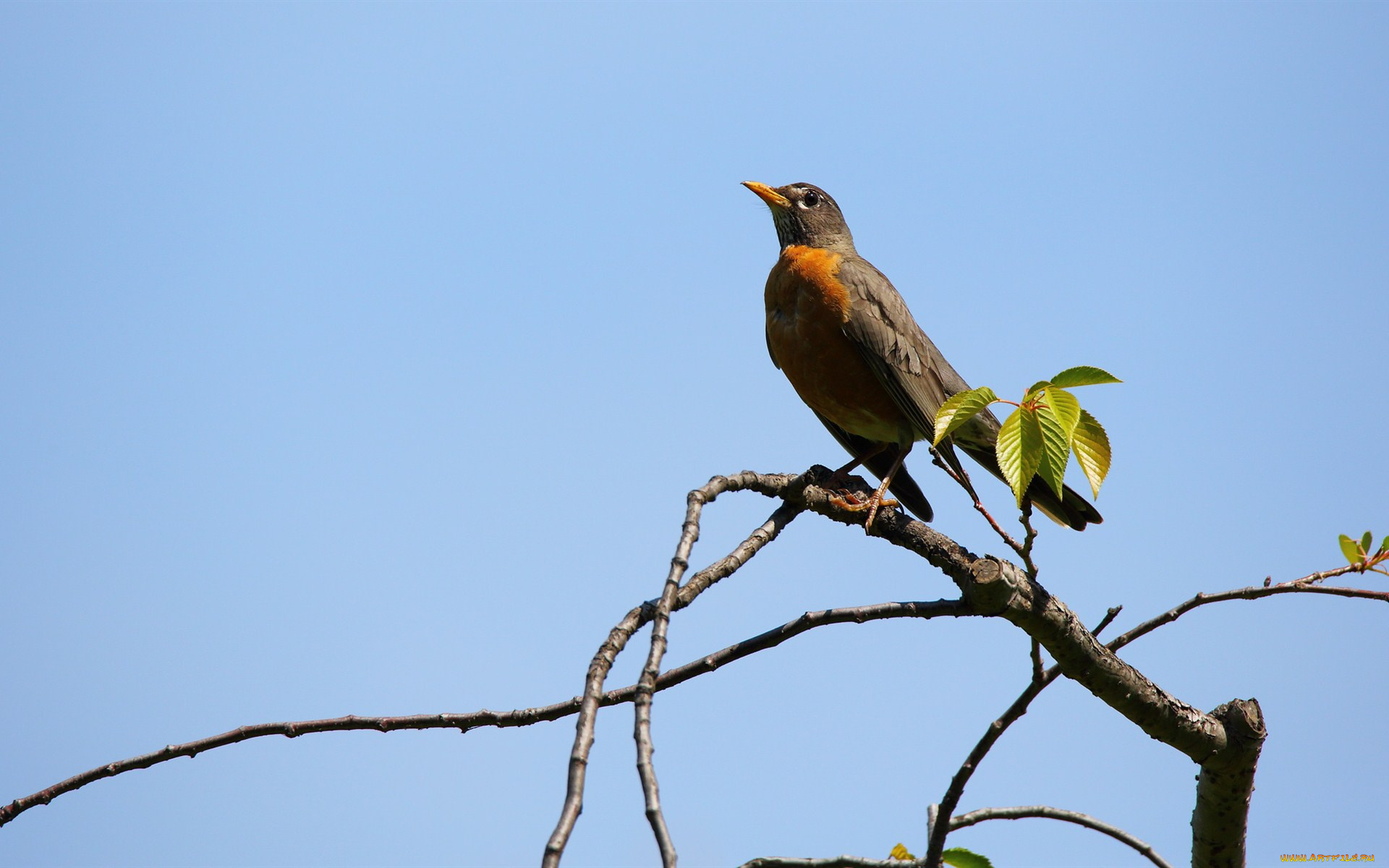 животные, зарянки, , малиновки, ветка, птица