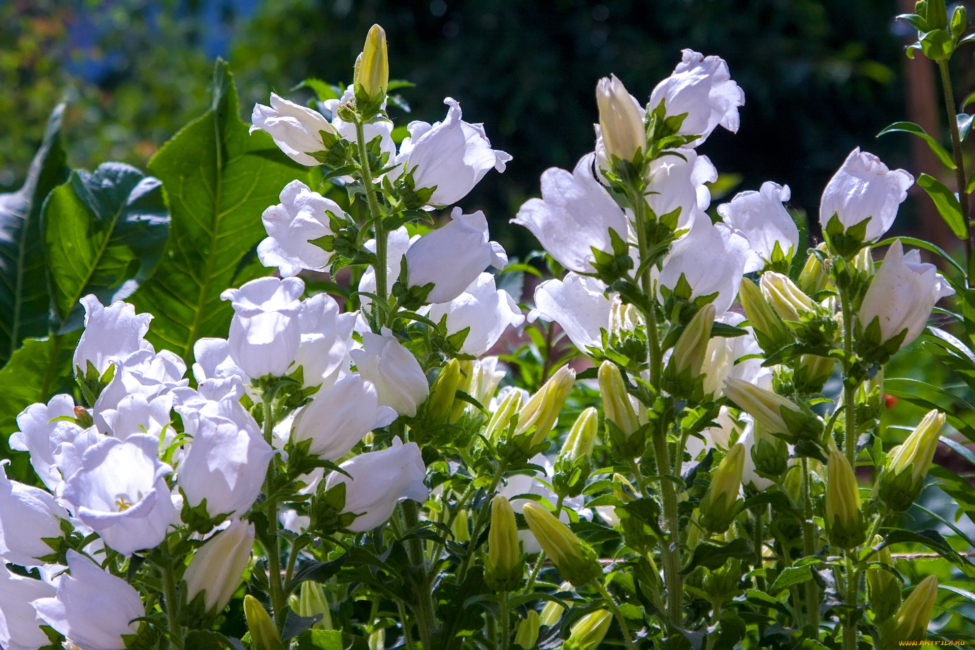 цветы, колокольчики