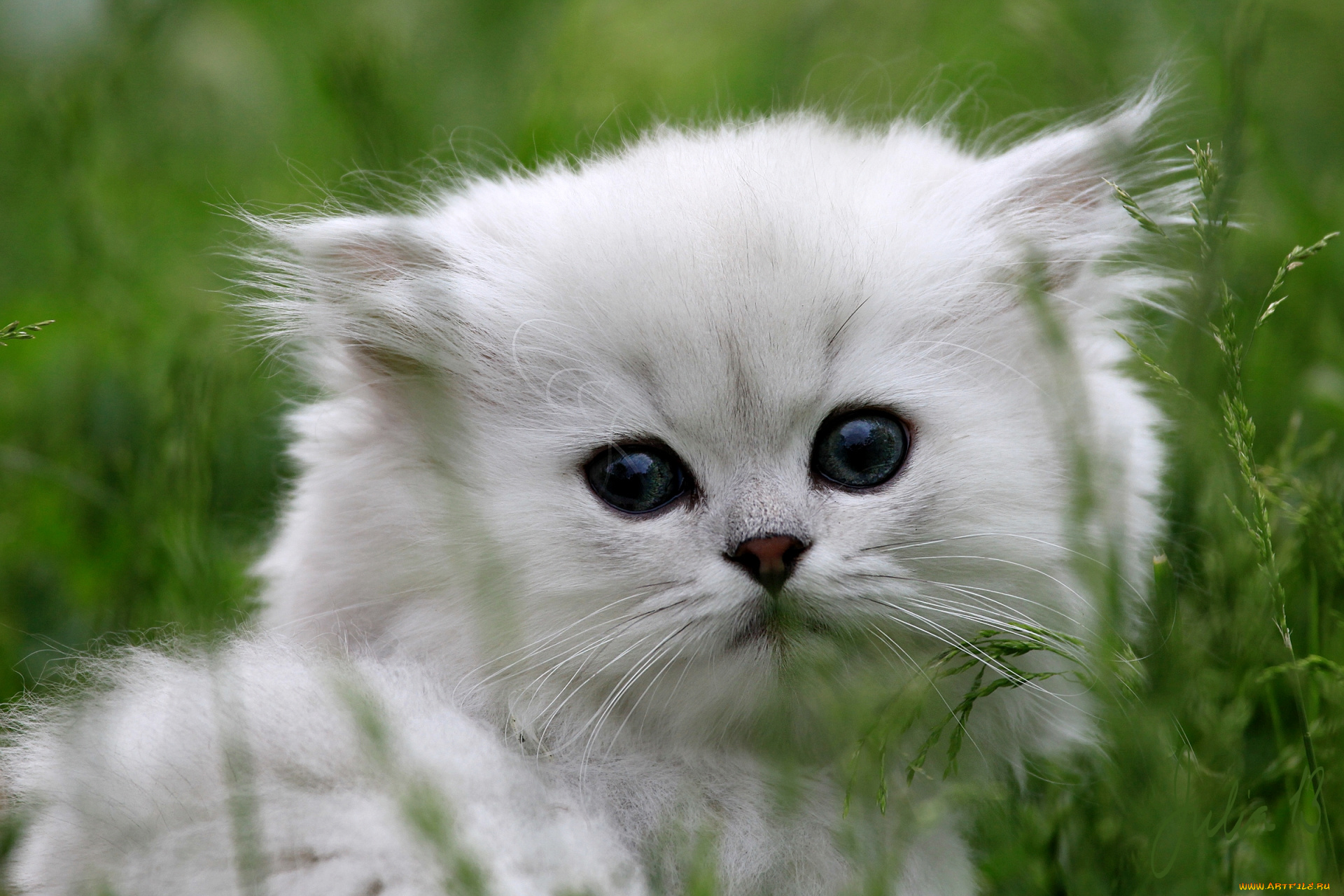 животные, коты, портрет