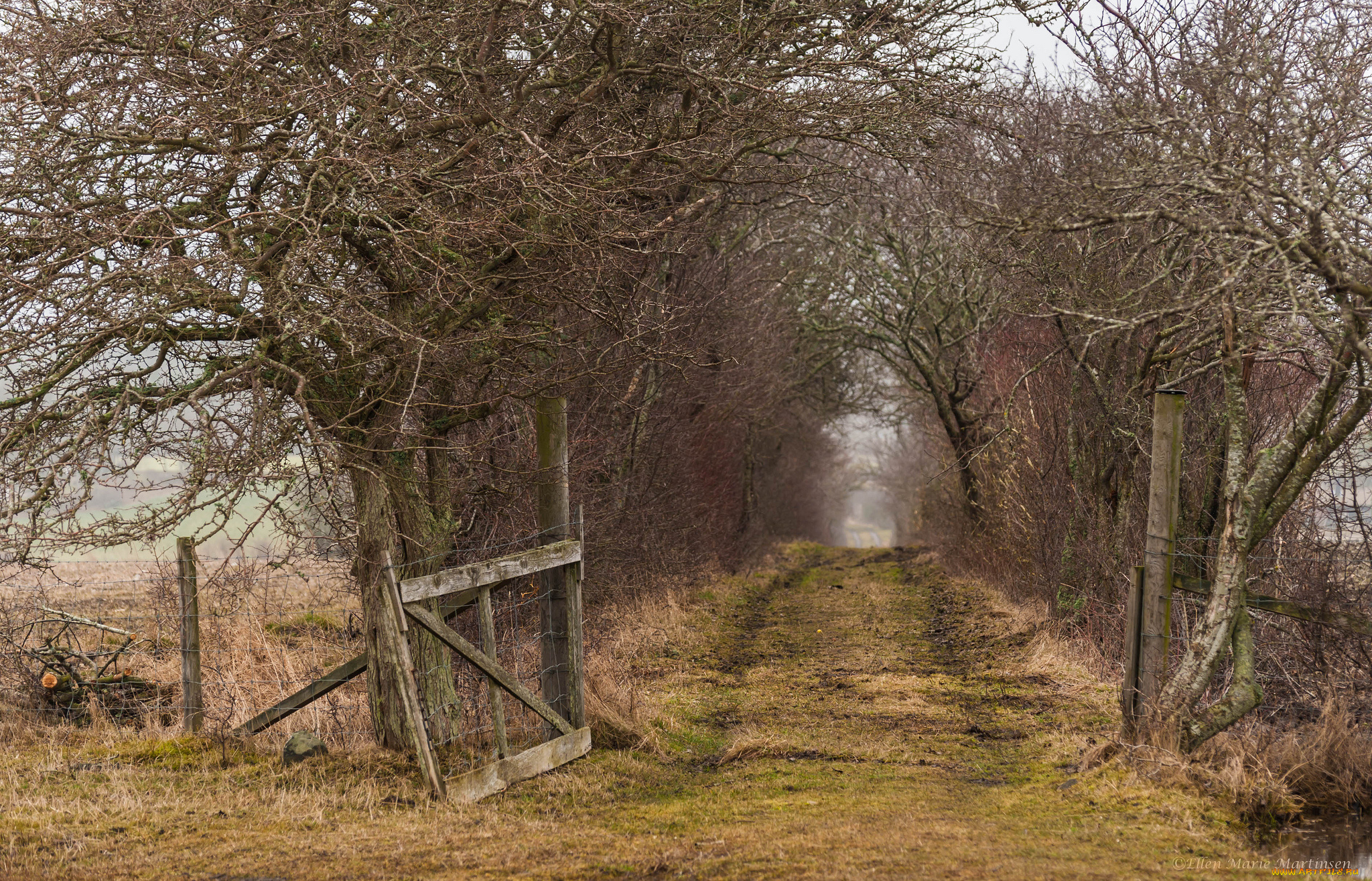 природа, дороги, туман, калитка, аллея, дорога, поле