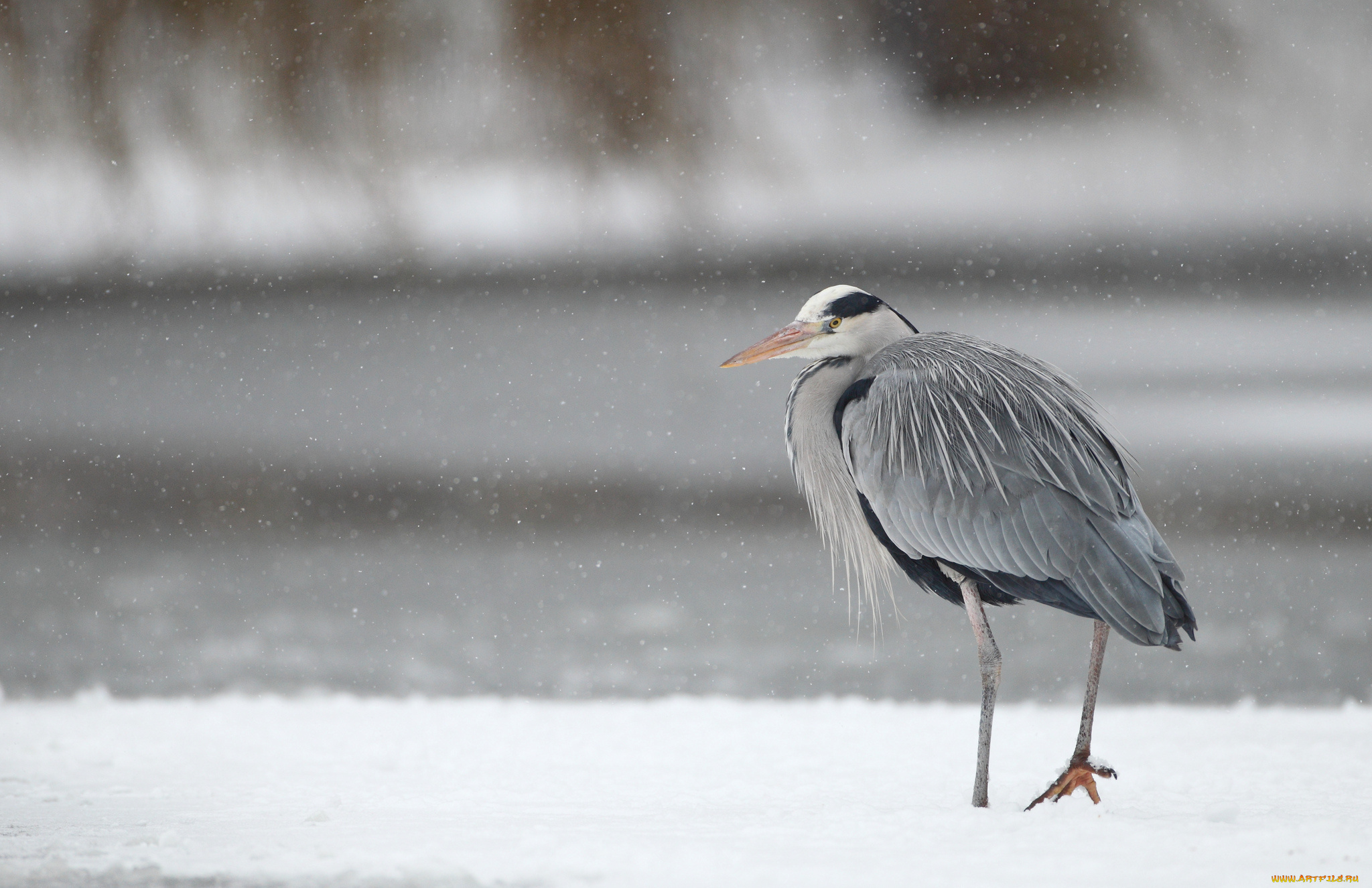 животные, цапли, снегопад, зима, серая, цапля