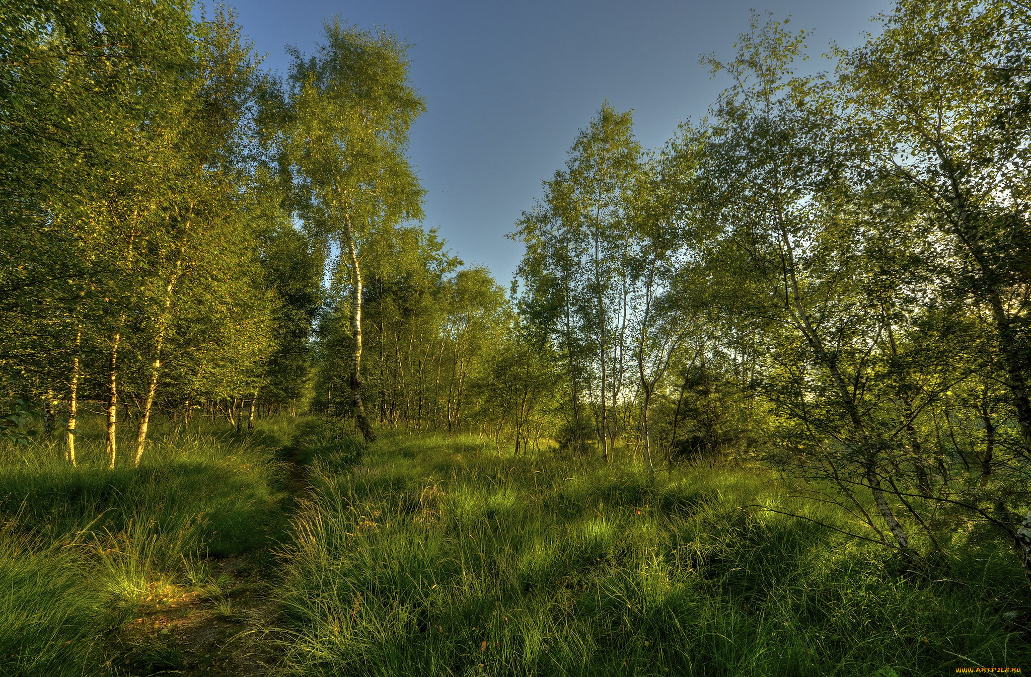 природа, лес, тропинка, трава