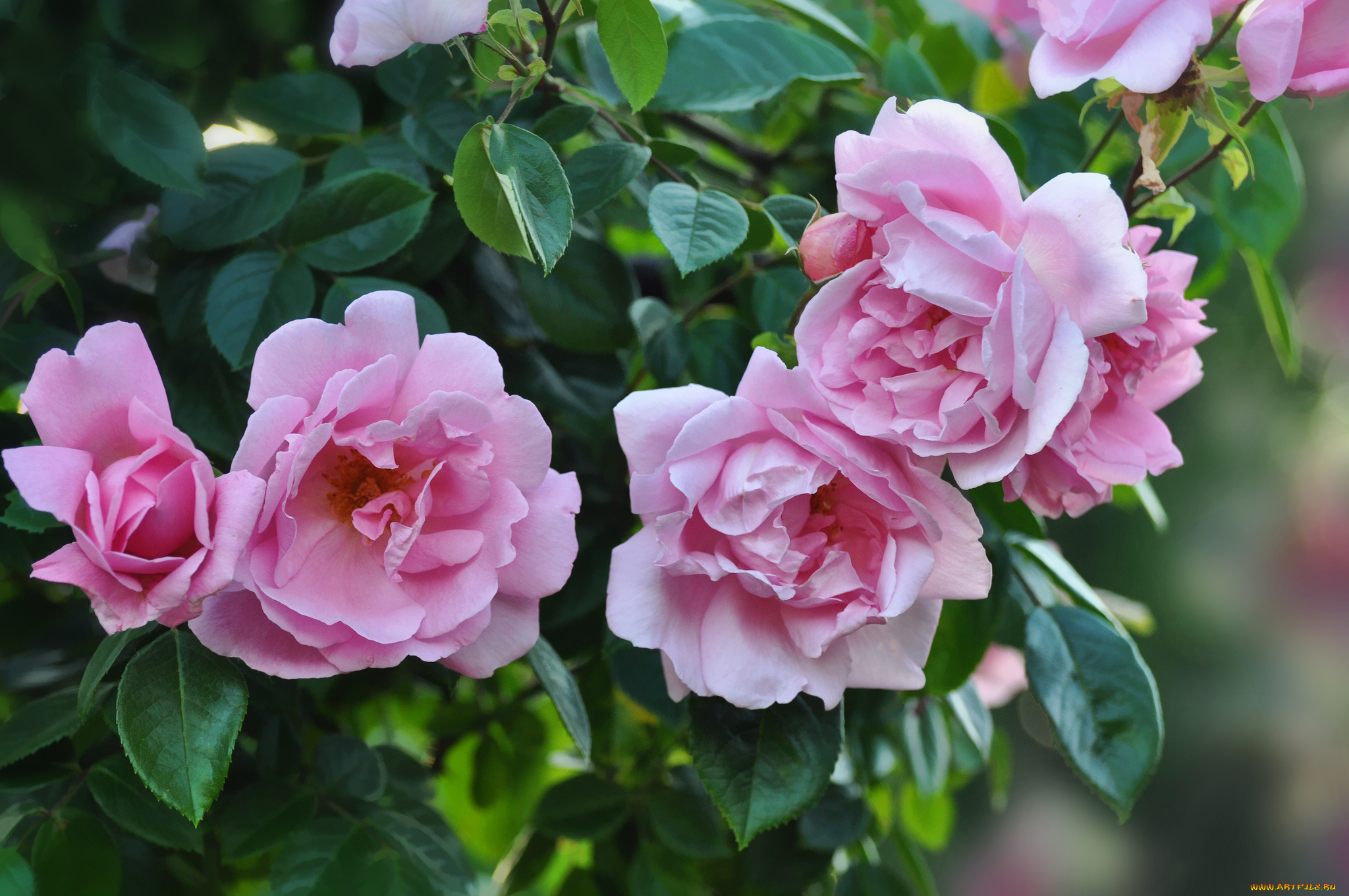 цветы, розы, розовый