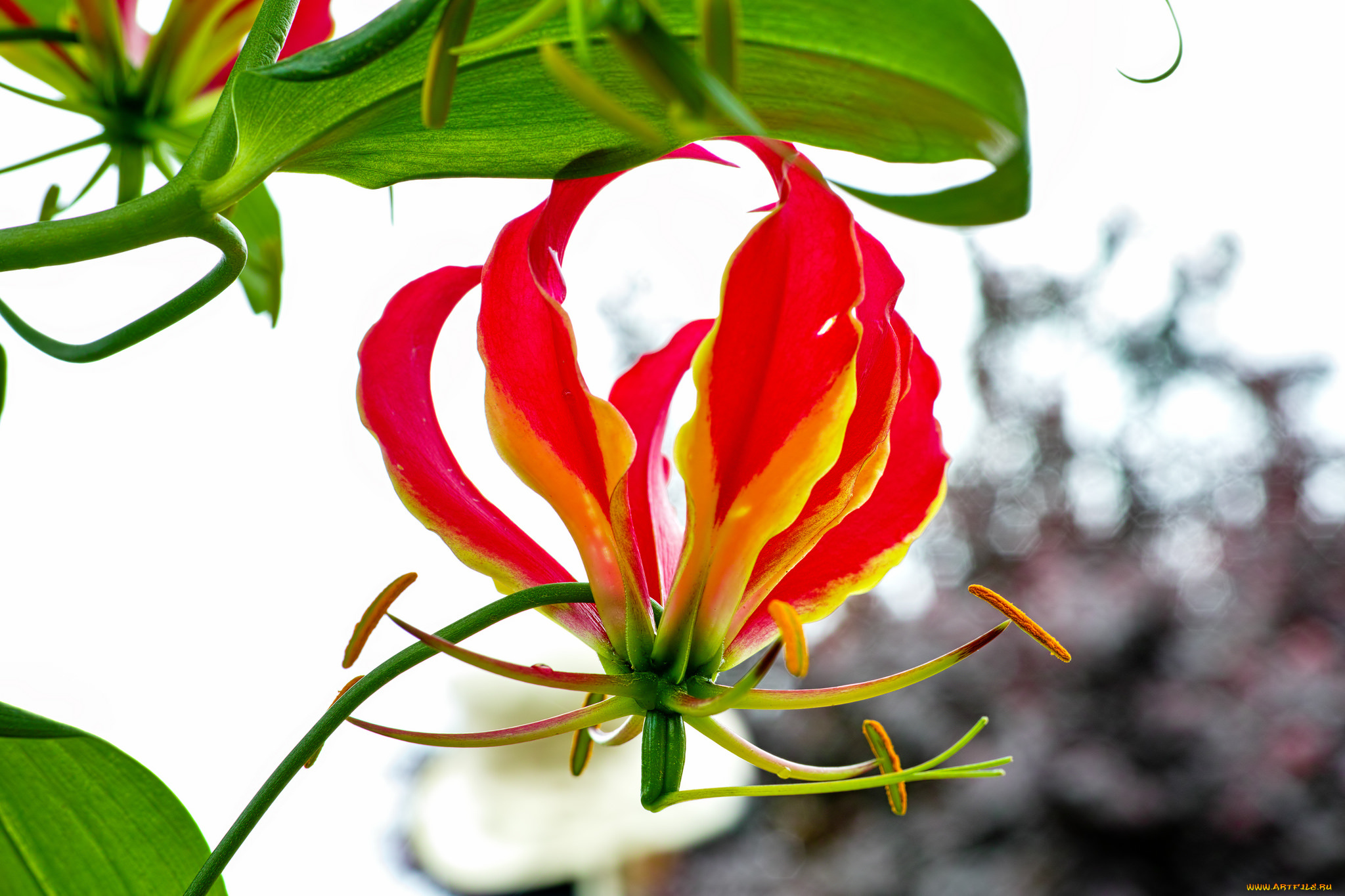 цветы, глориоза, пламя