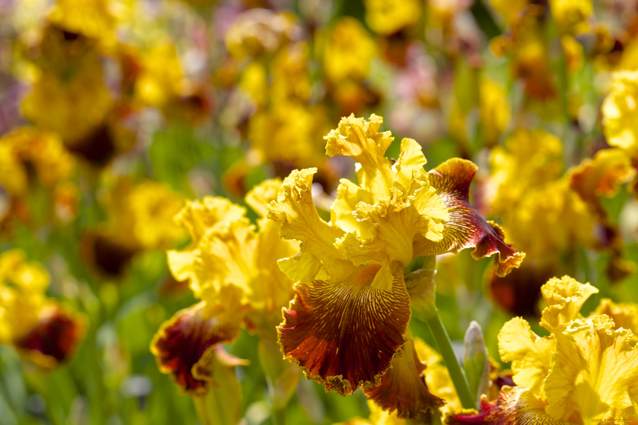 цветы, ирисы, желтый