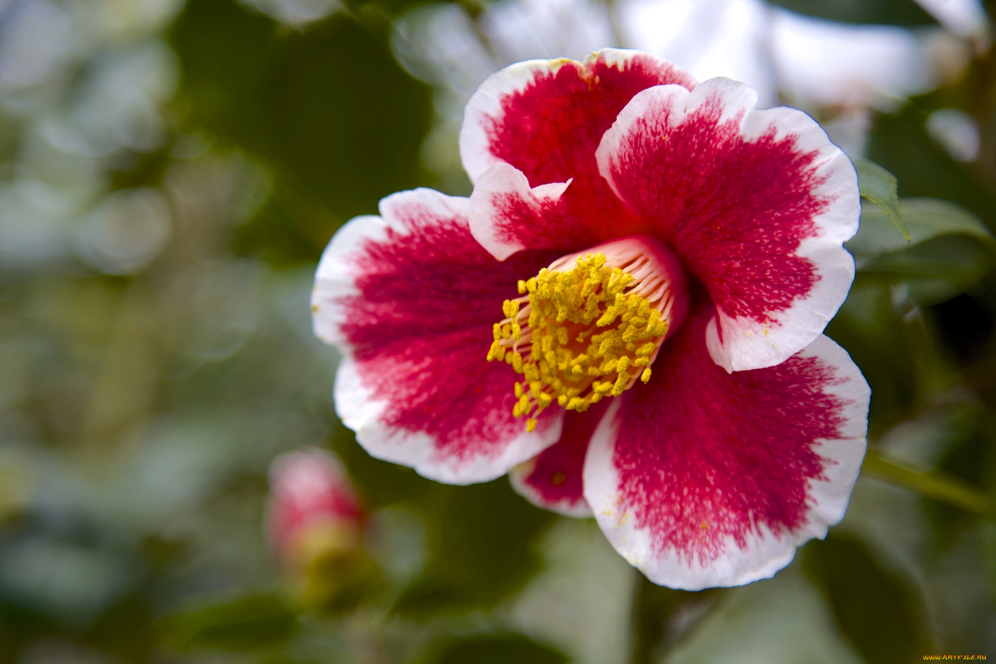 цветы, камелии, макро