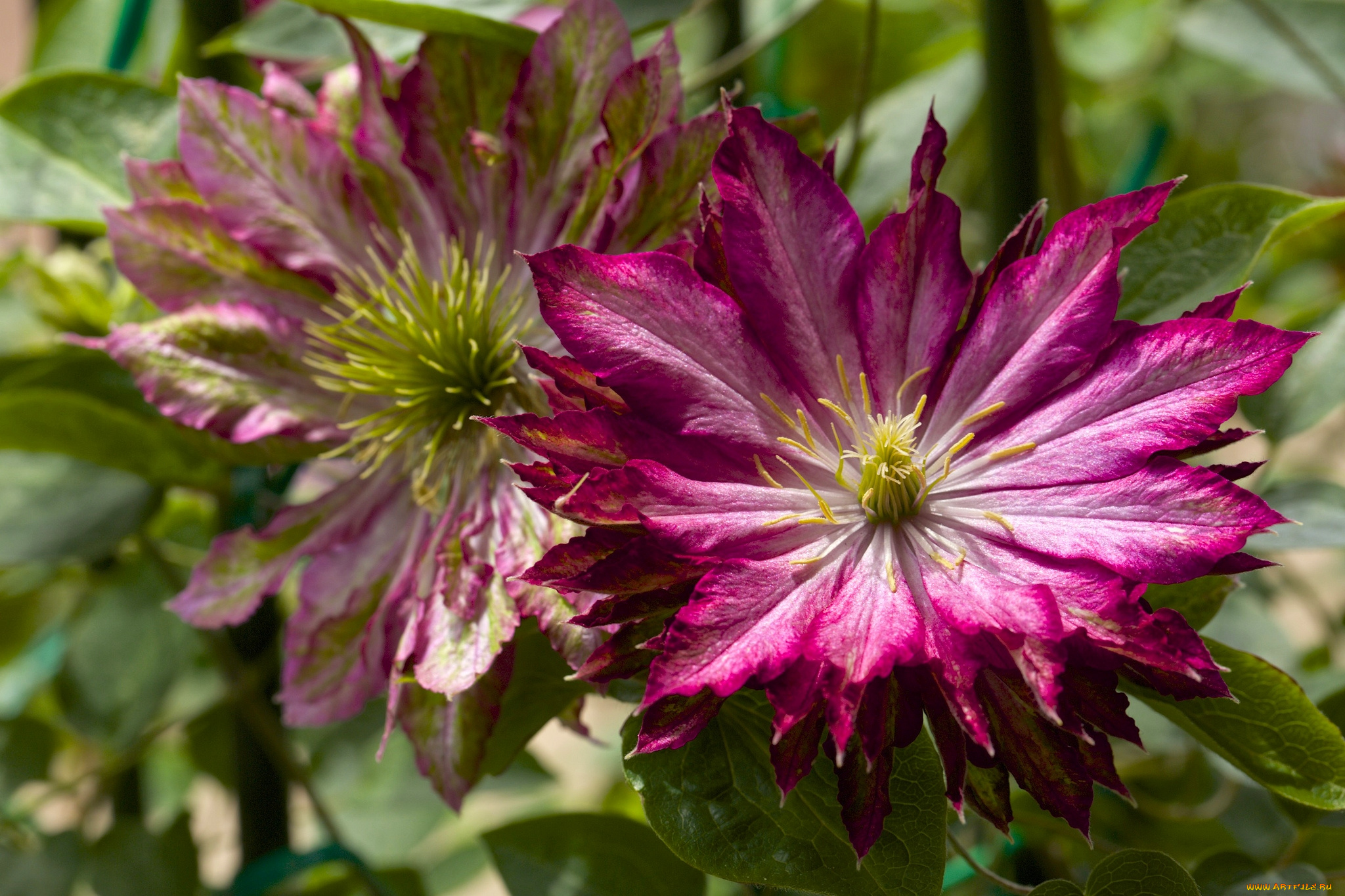 цветы, клематис, , ломонос, макро