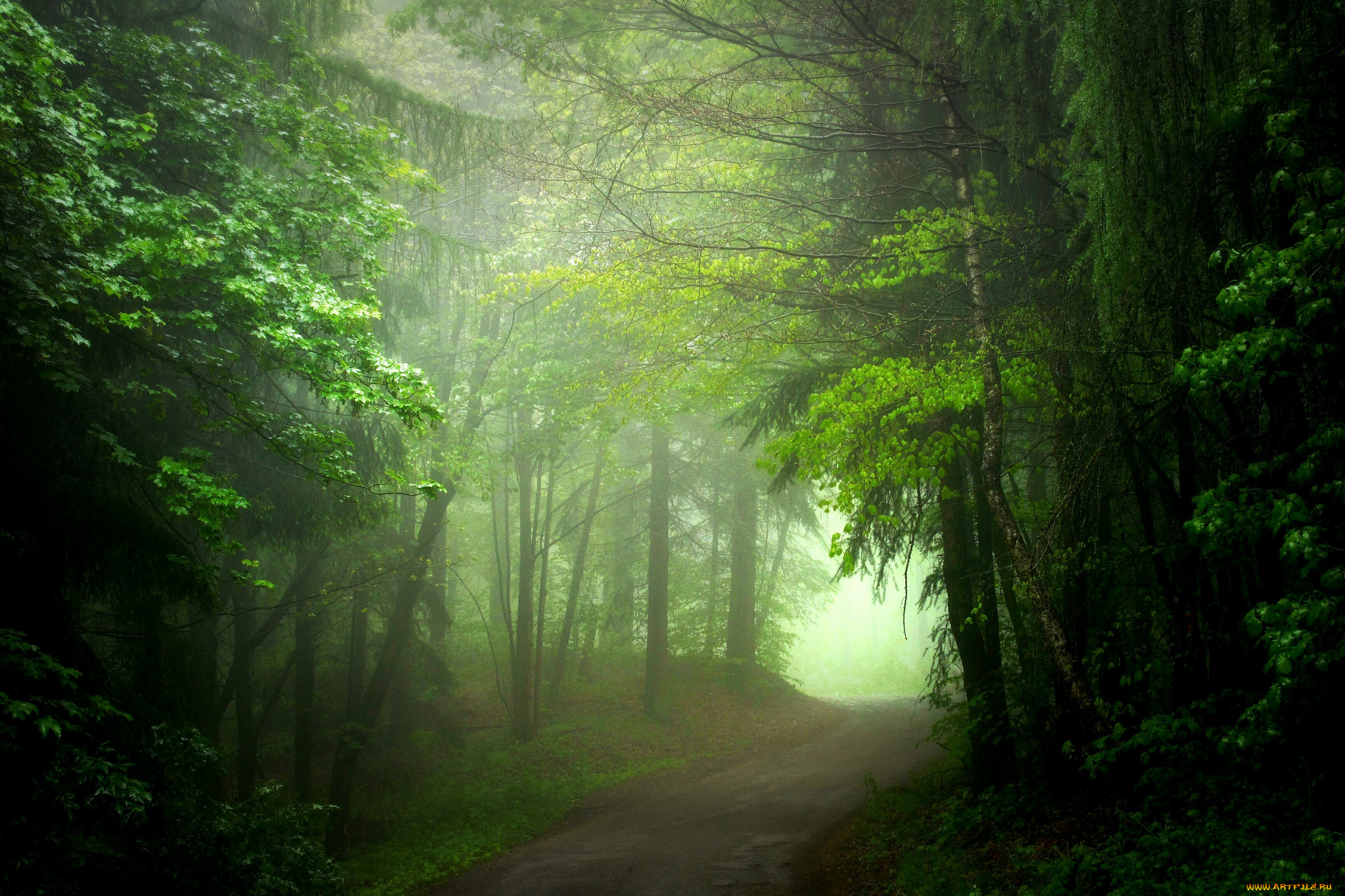 природа, дороги, лето, туман, лес