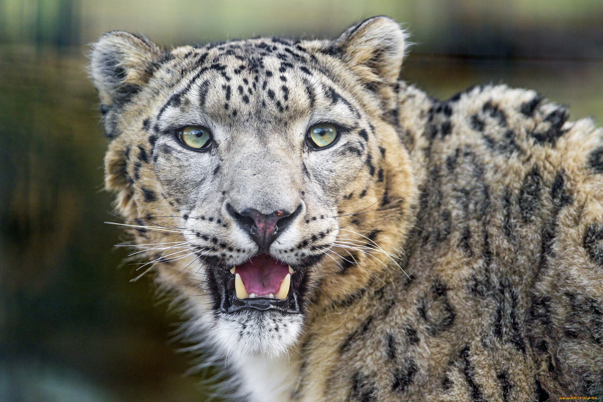 животные, снежный, барс, , ирбис, барс