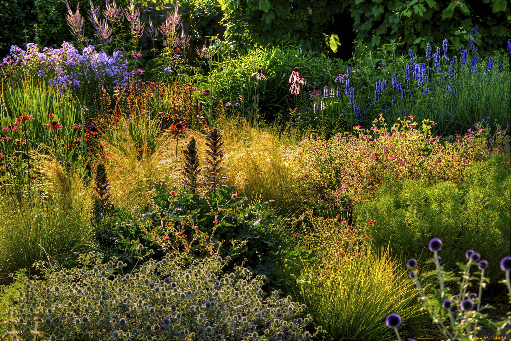 природа, луга, цветы, трава, опушка, лес