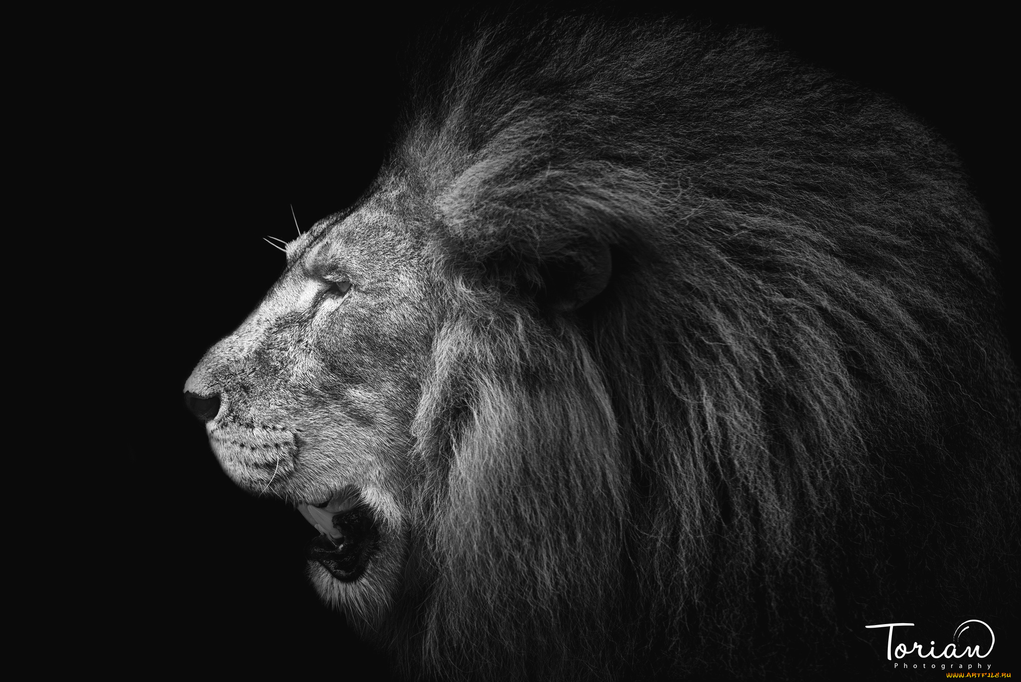 животные, львы, профиль