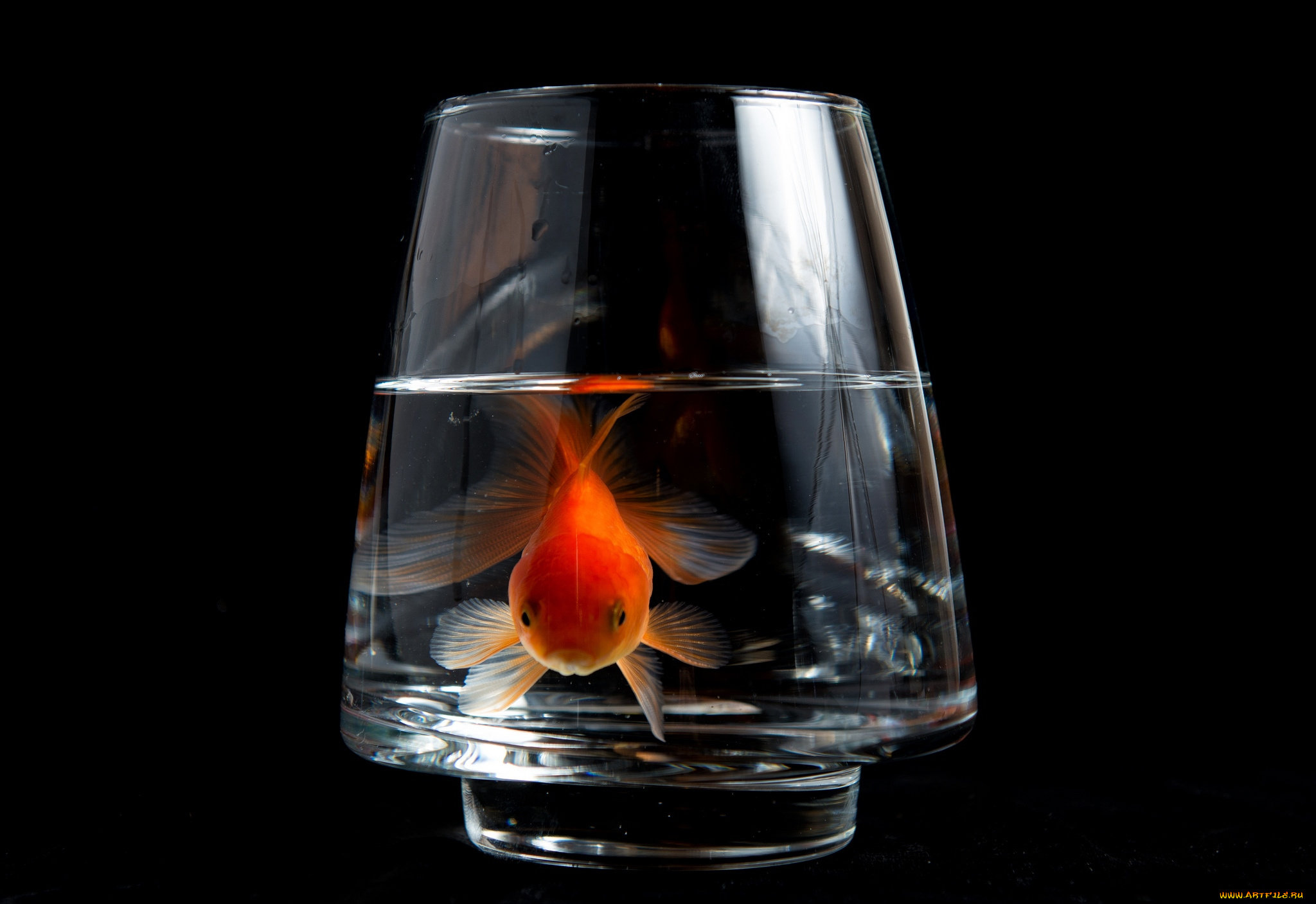 животные, рыбы, золотая