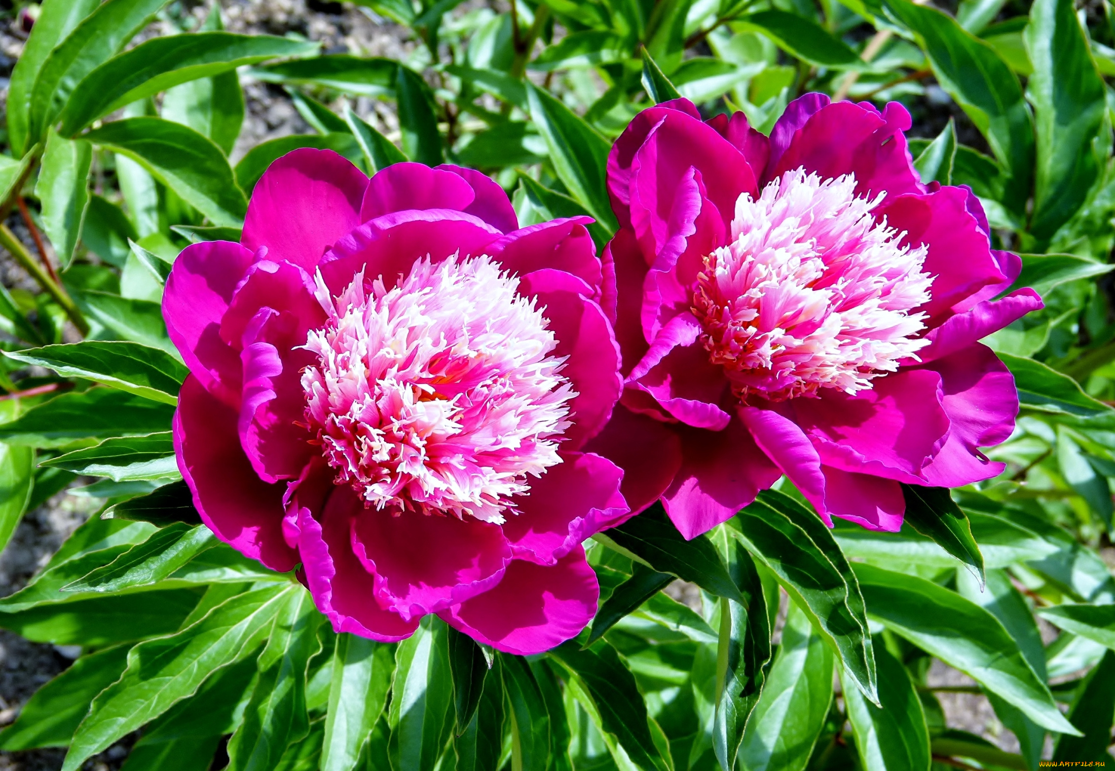 цветы, пионы, пара