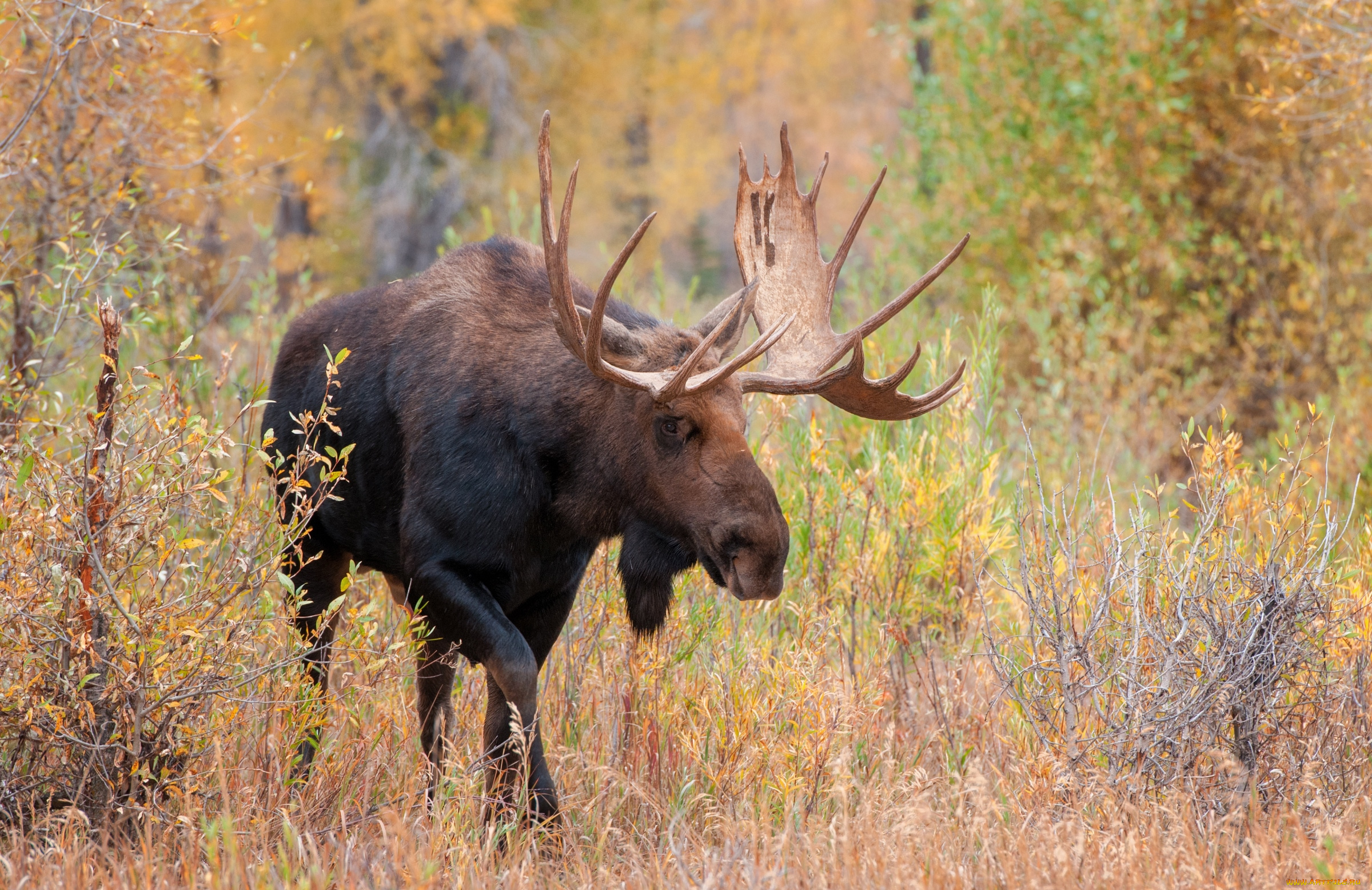 животные, лоси, рога