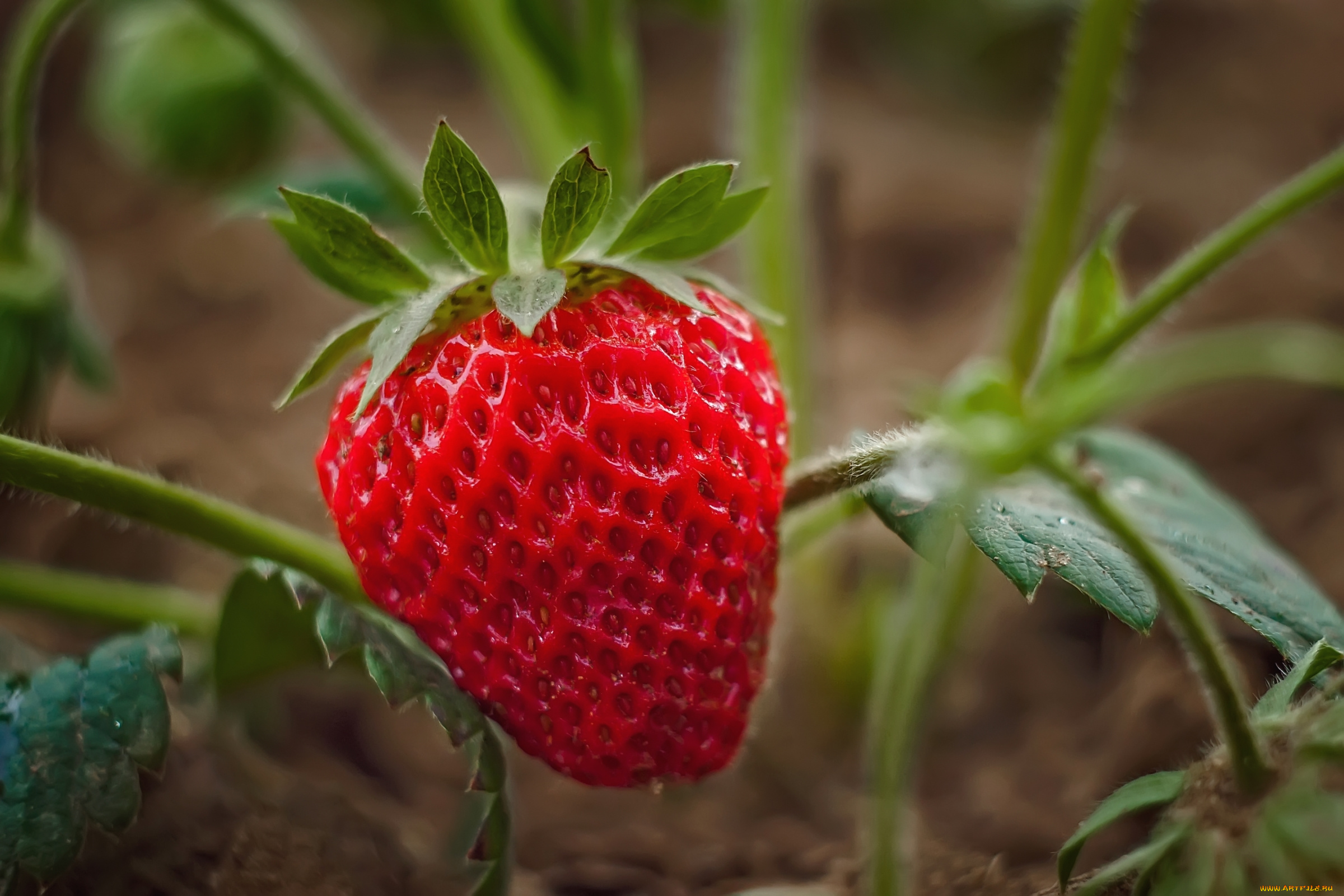 природа, Ягоды, клубника