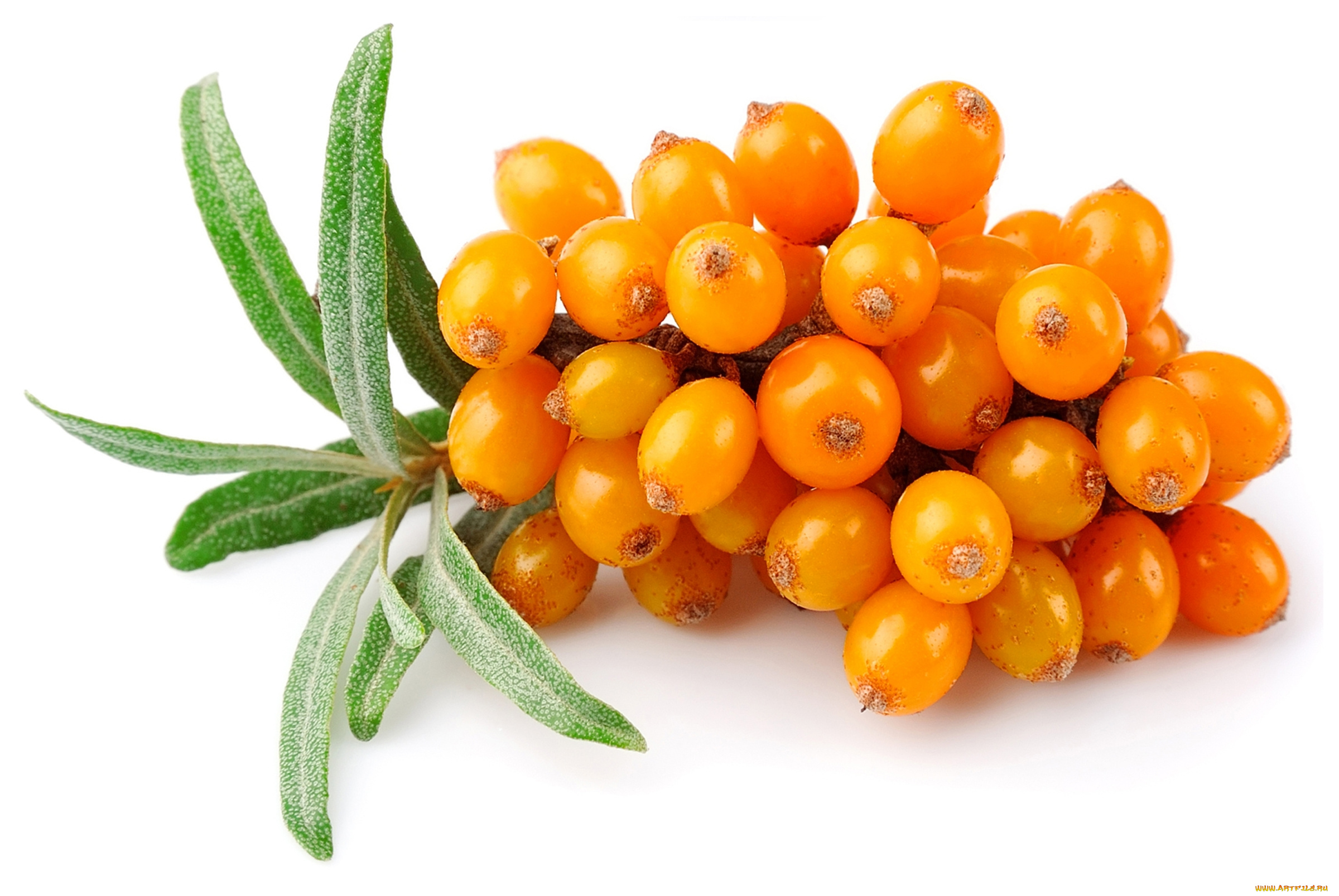 еда, фрукты, , ягоды, ягоды, облепиха