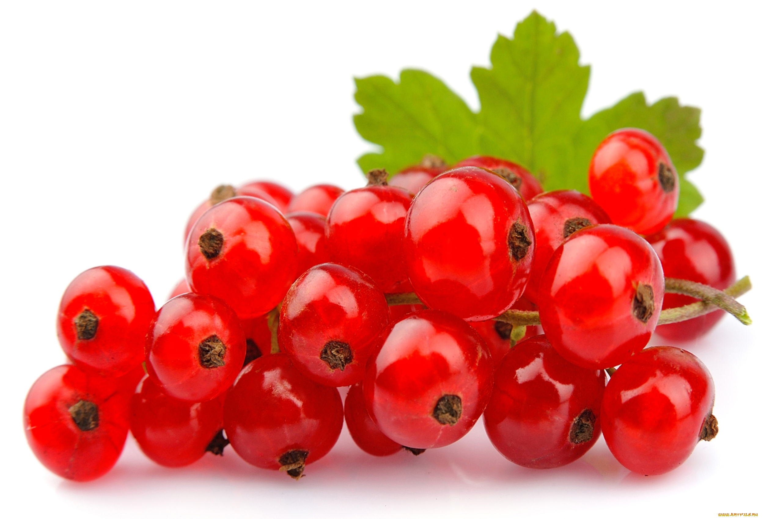 еда, смородина, красная