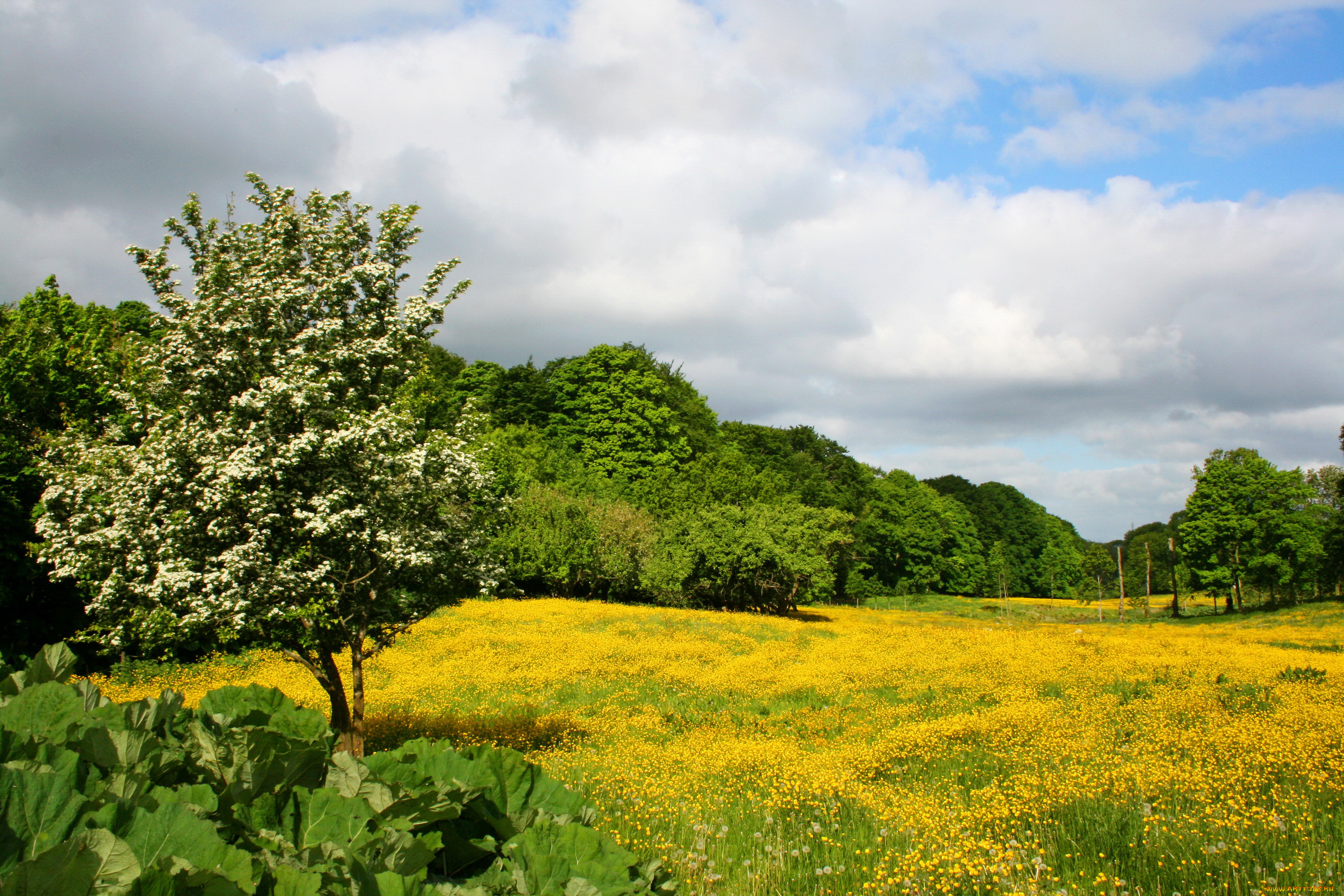 природа, пейзажи, весно, германия, лес, трава, цветы, лужайка