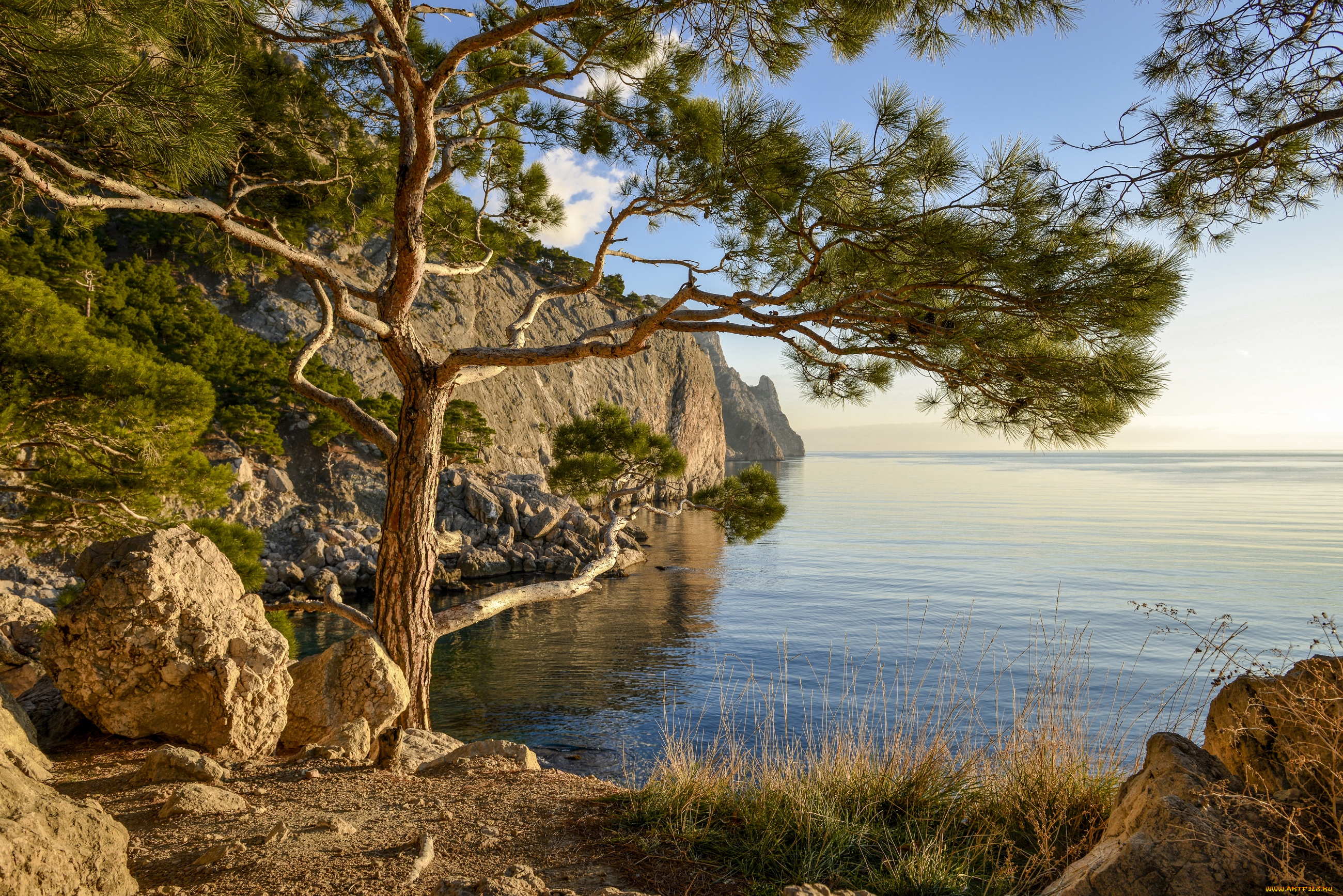 природа, побережье, сосна