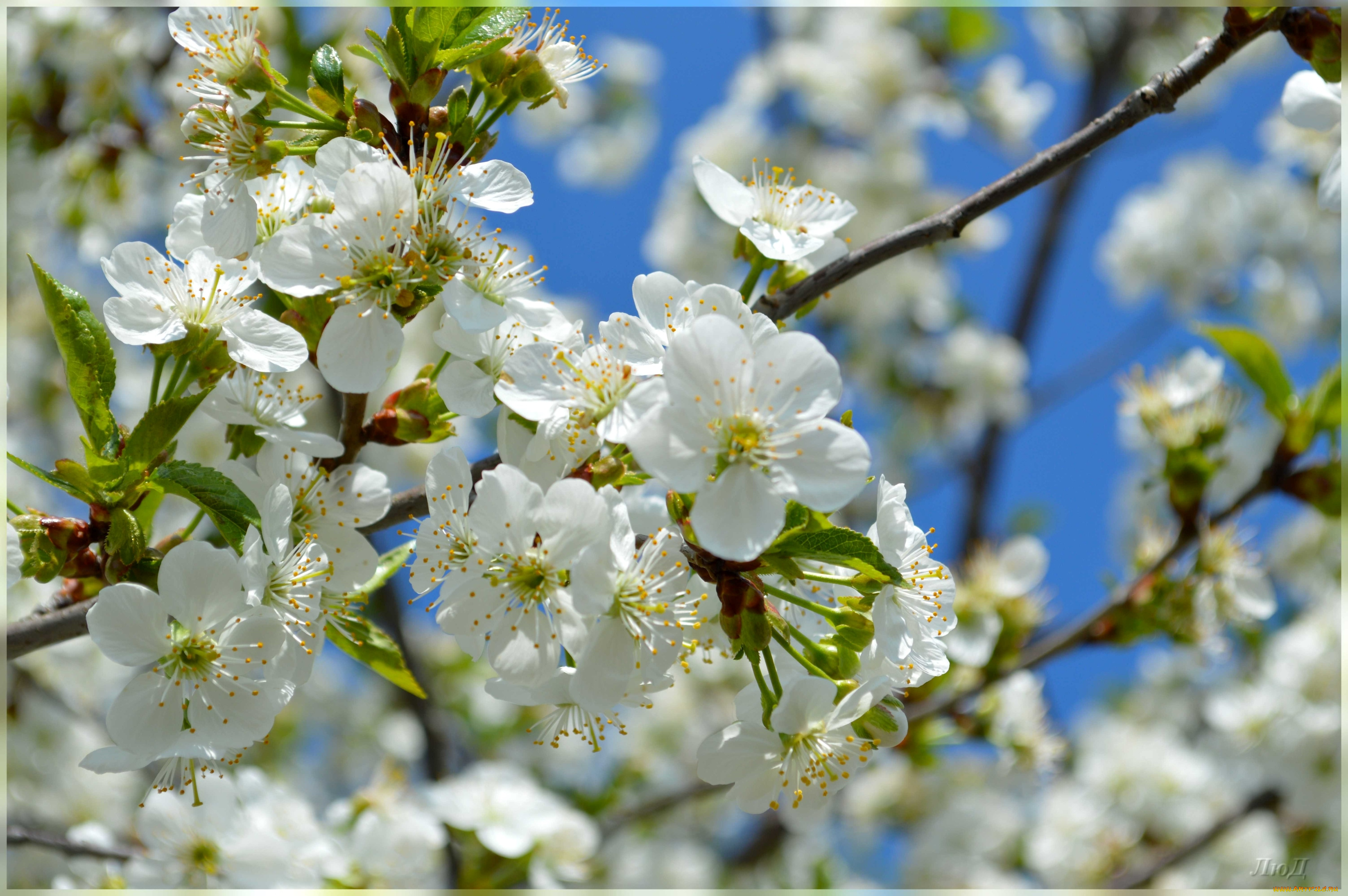 цветы, сакура, , вишня, вишня