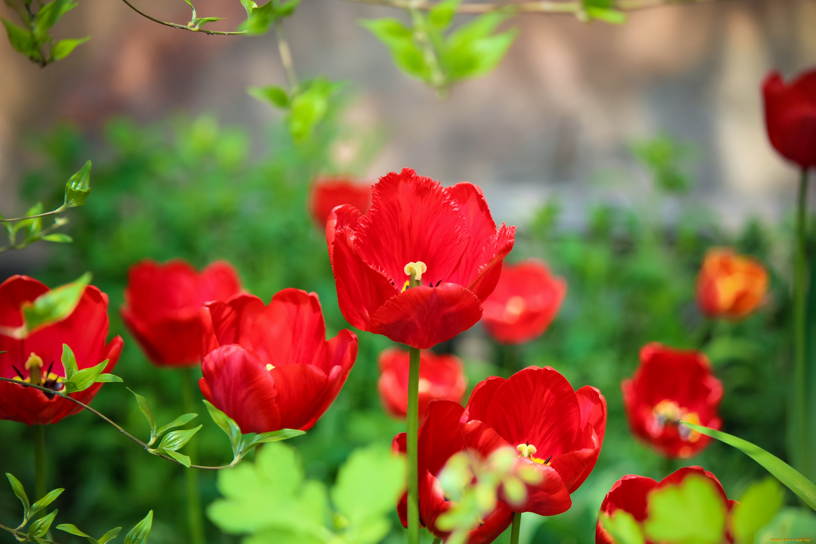 цветы, тюльпаны, красный