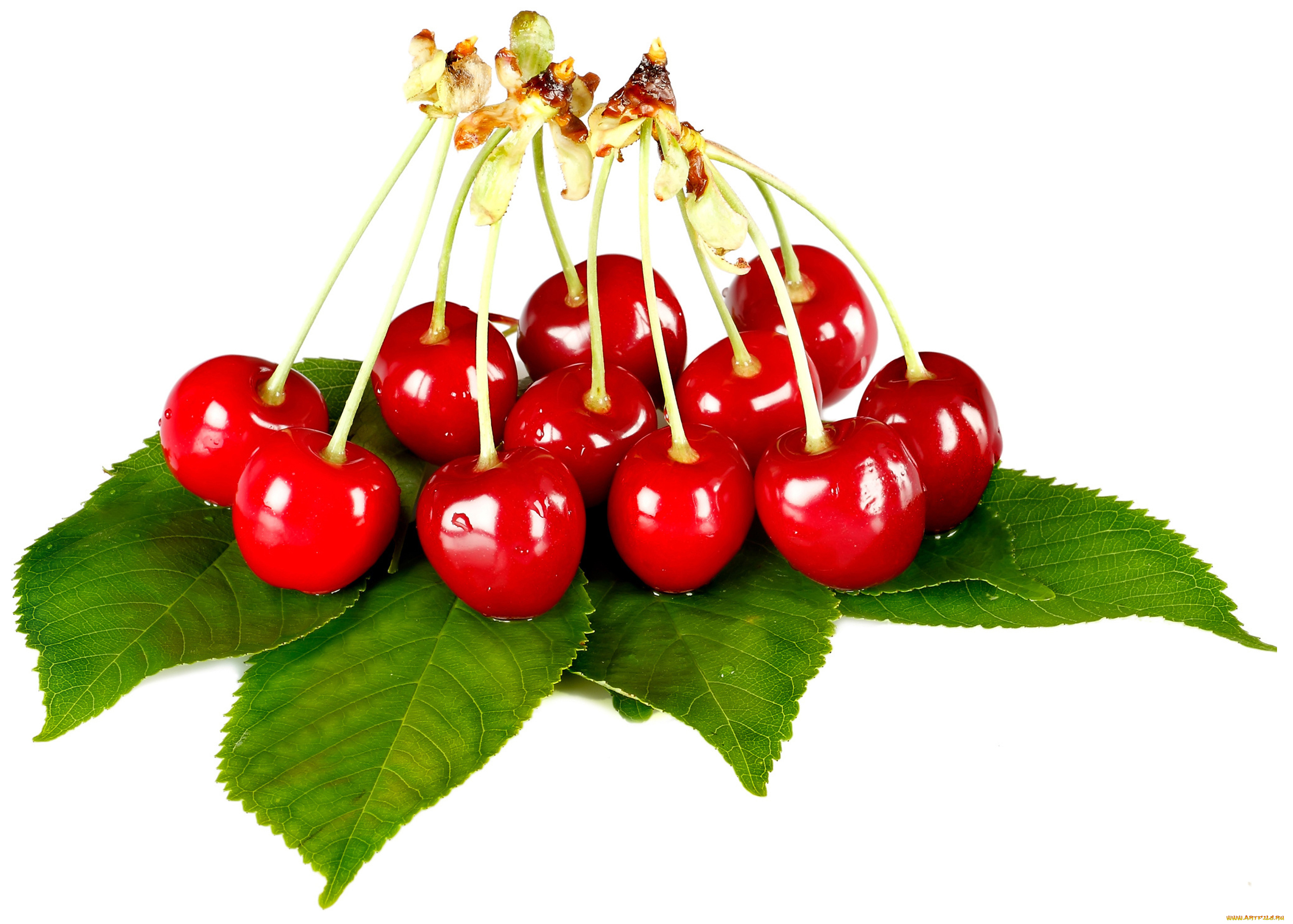 еда, вишня, , черешня, вишни